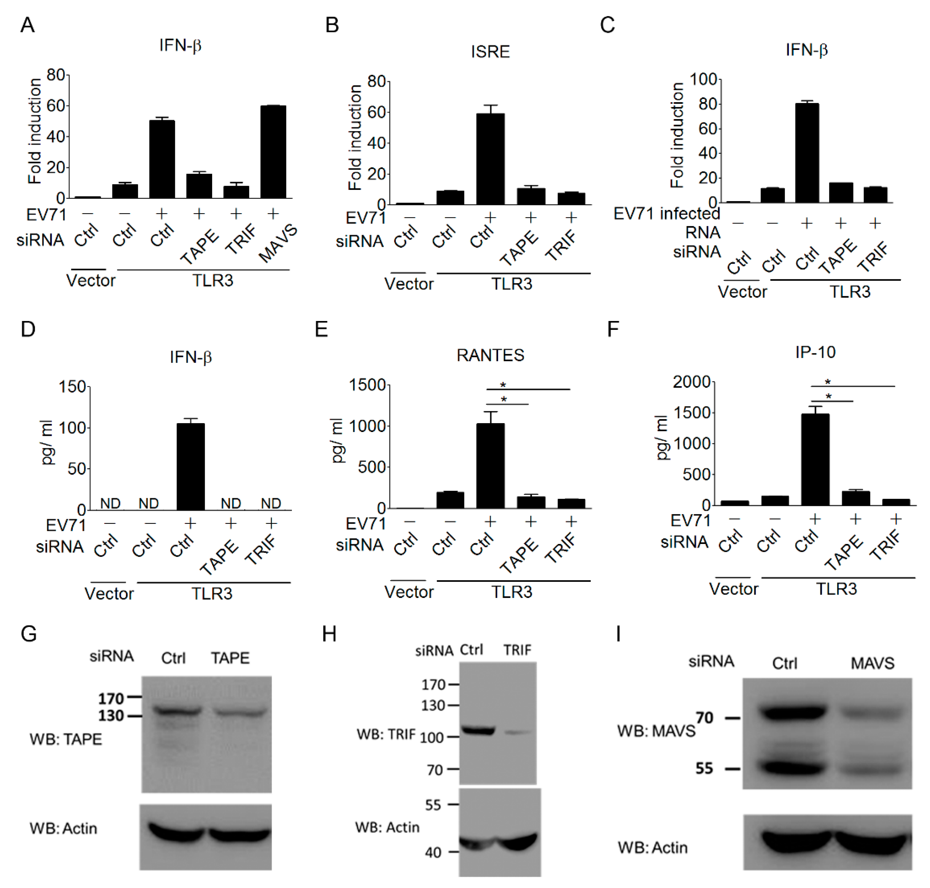 Viruses 10 00689 g003 Viruses 10 00689 g003