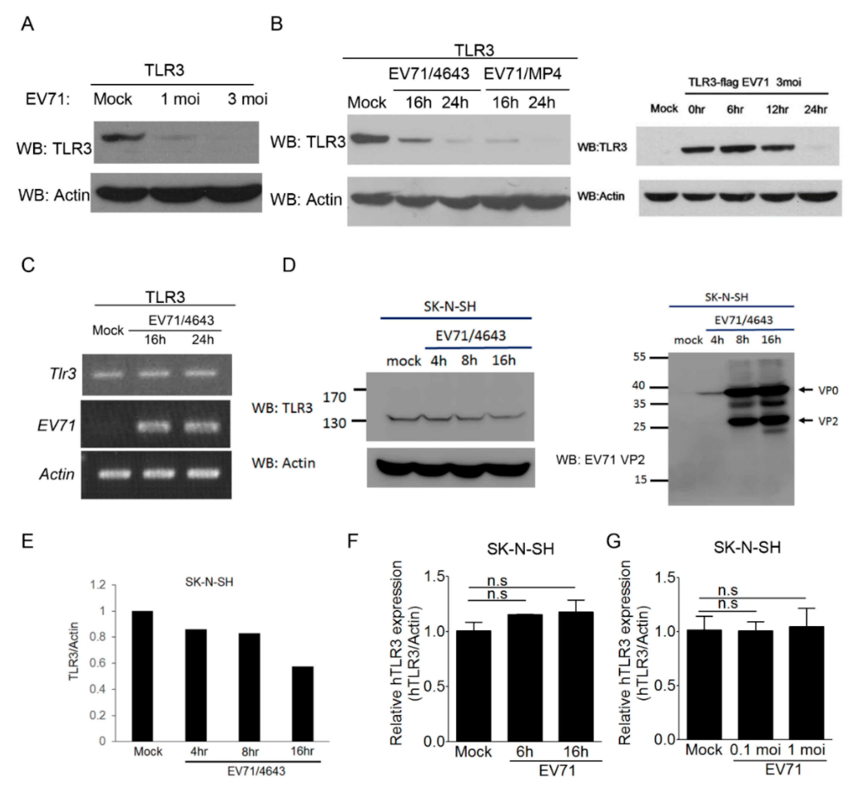 Viruses 10 00689 g005 Viruses 10 00689 g005
