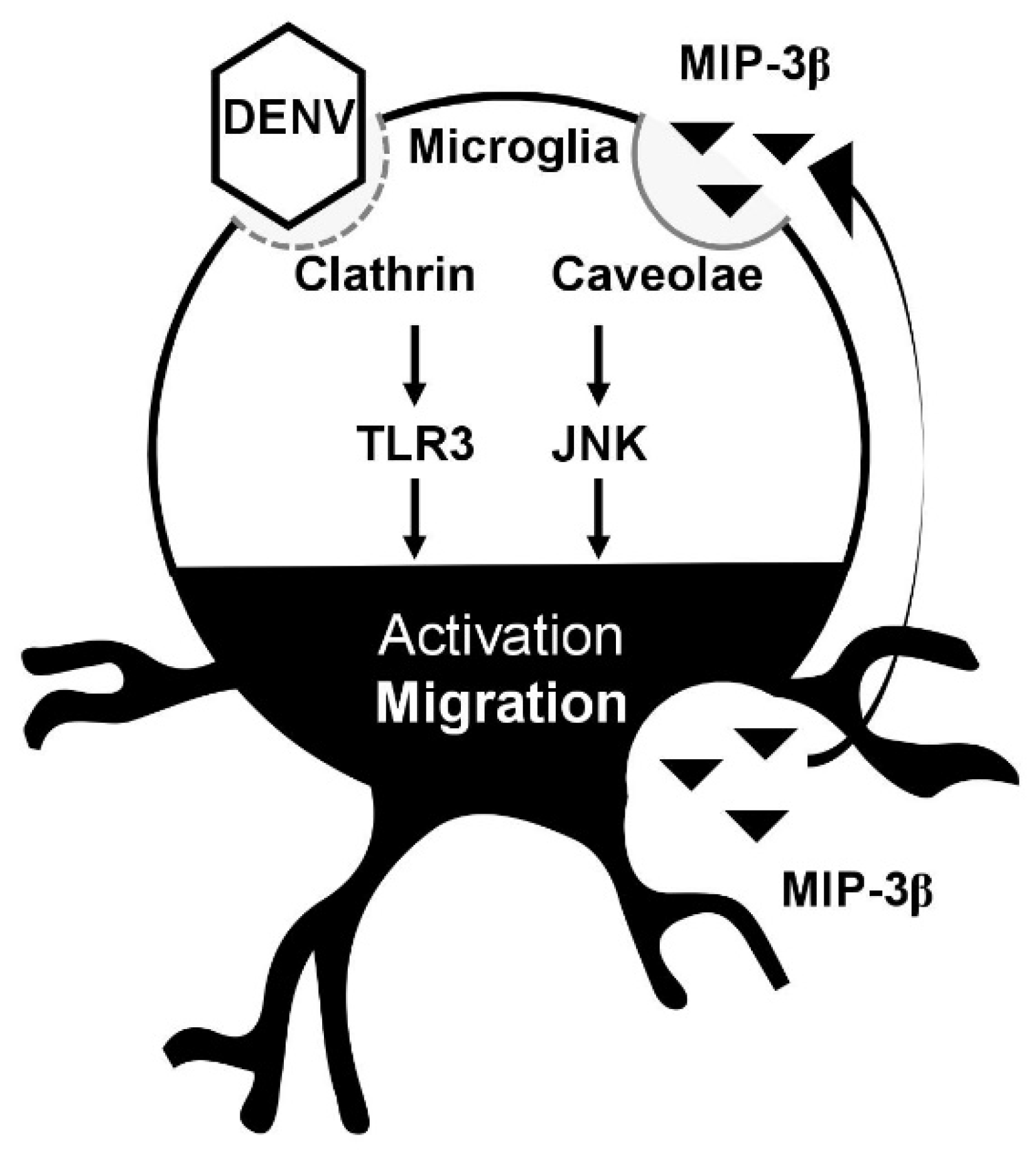 Viruses 10 00690 g005 Viruses 10 00690 g005