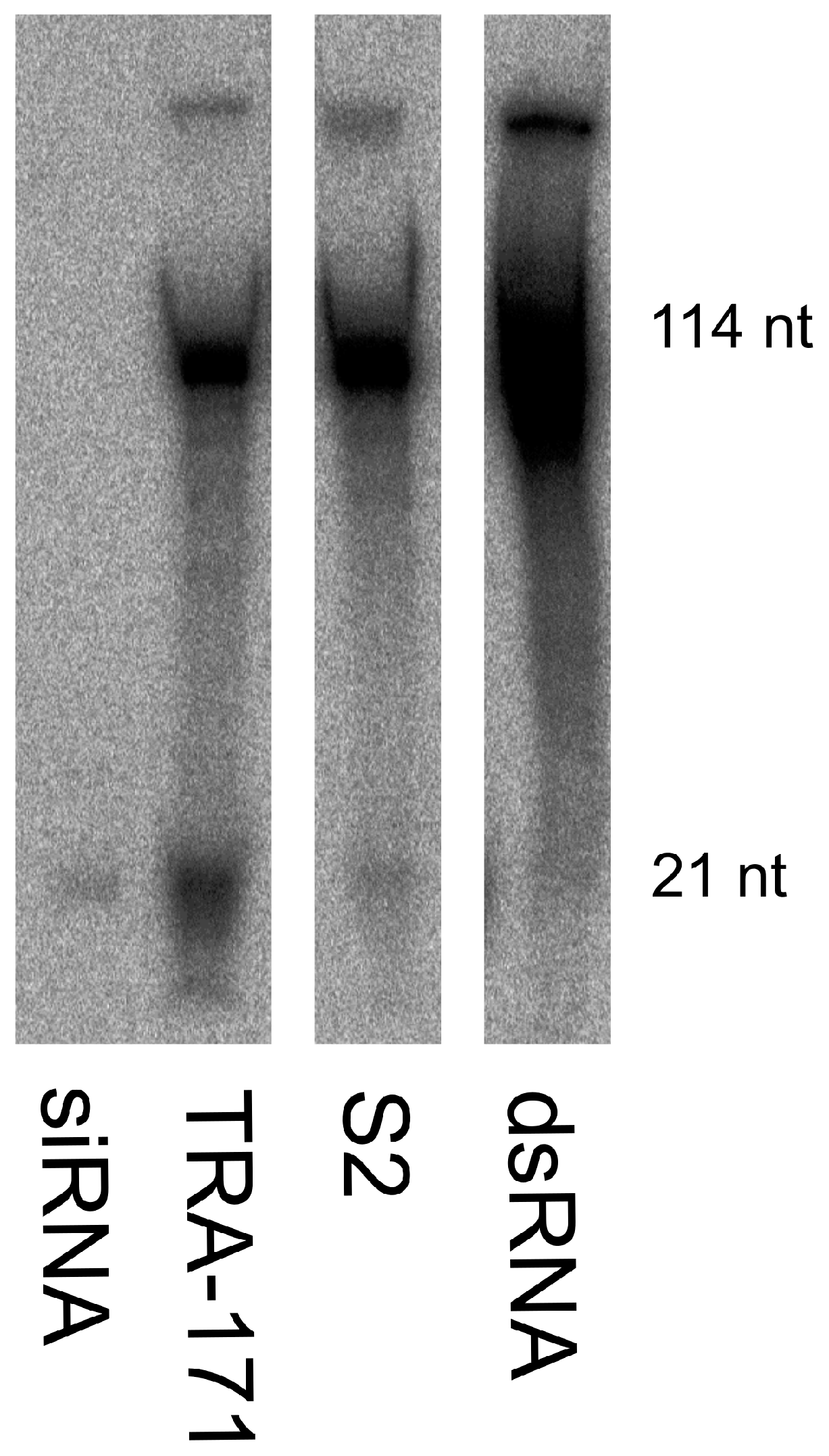 Viruses 10 00694 g002