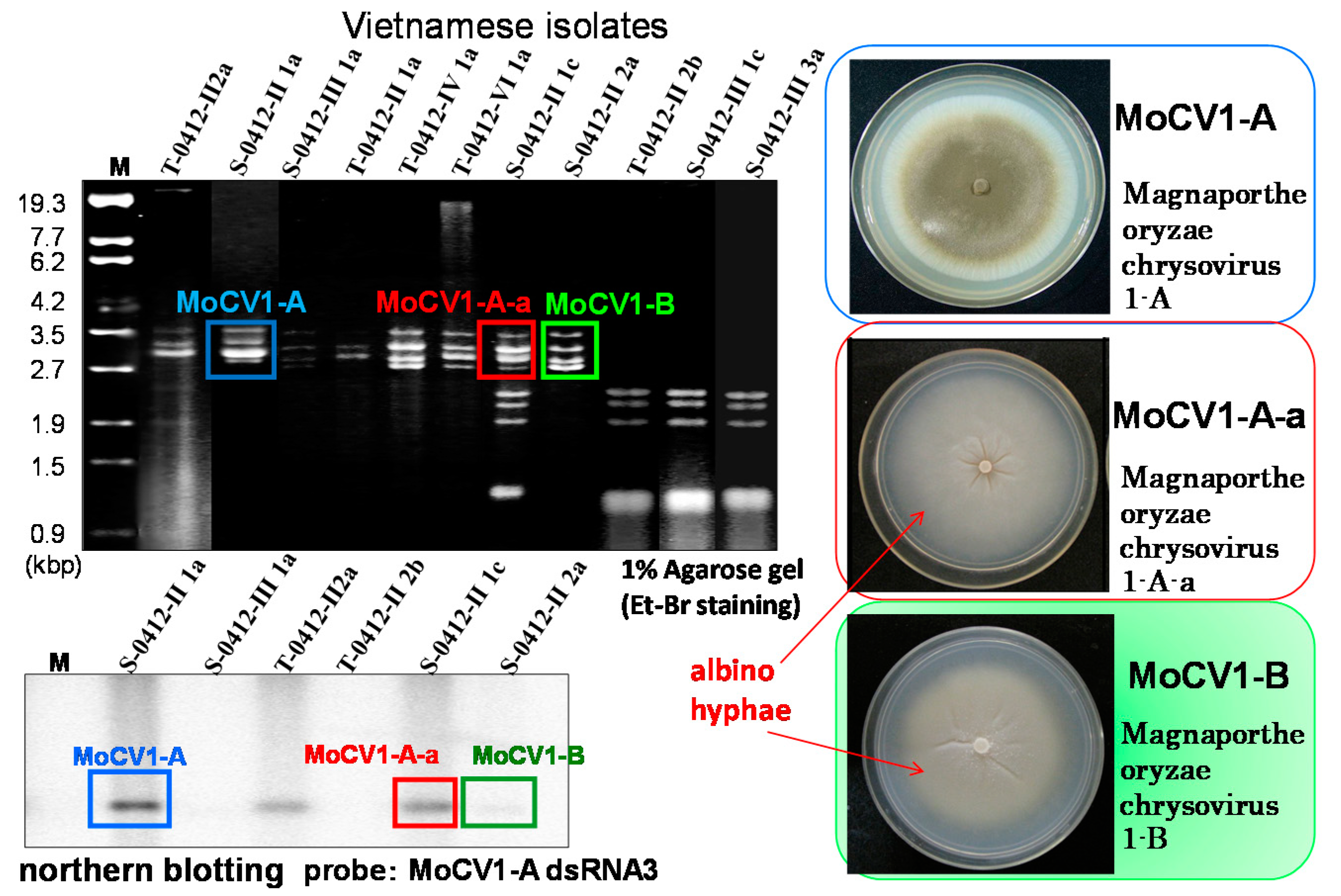 Viruses 10 00697 g002