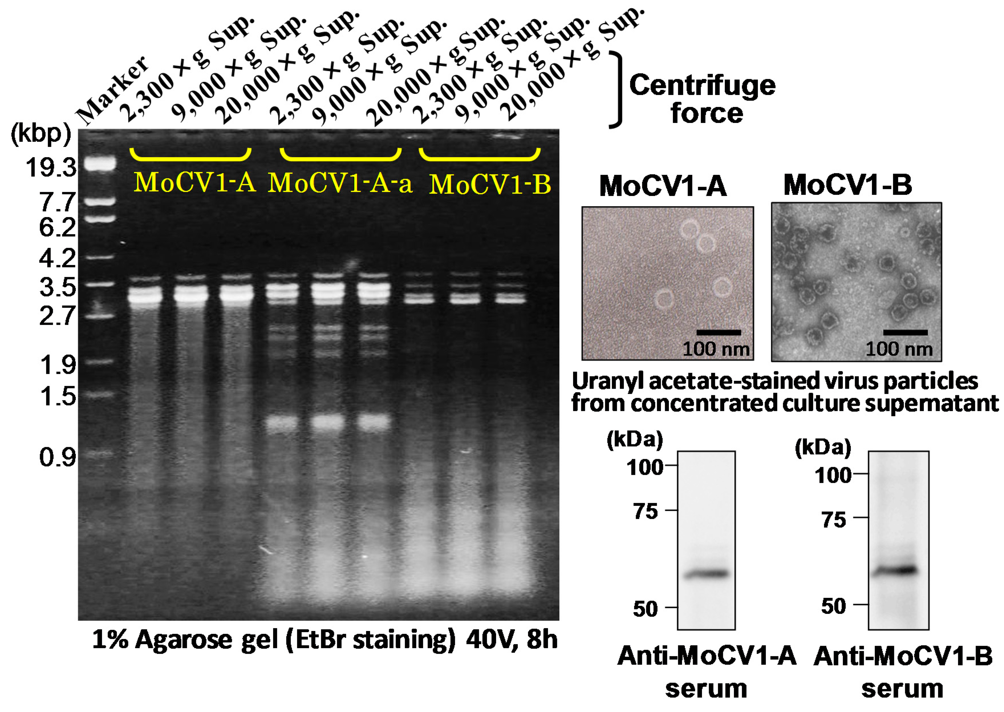 Viruses 10 00697 g007
