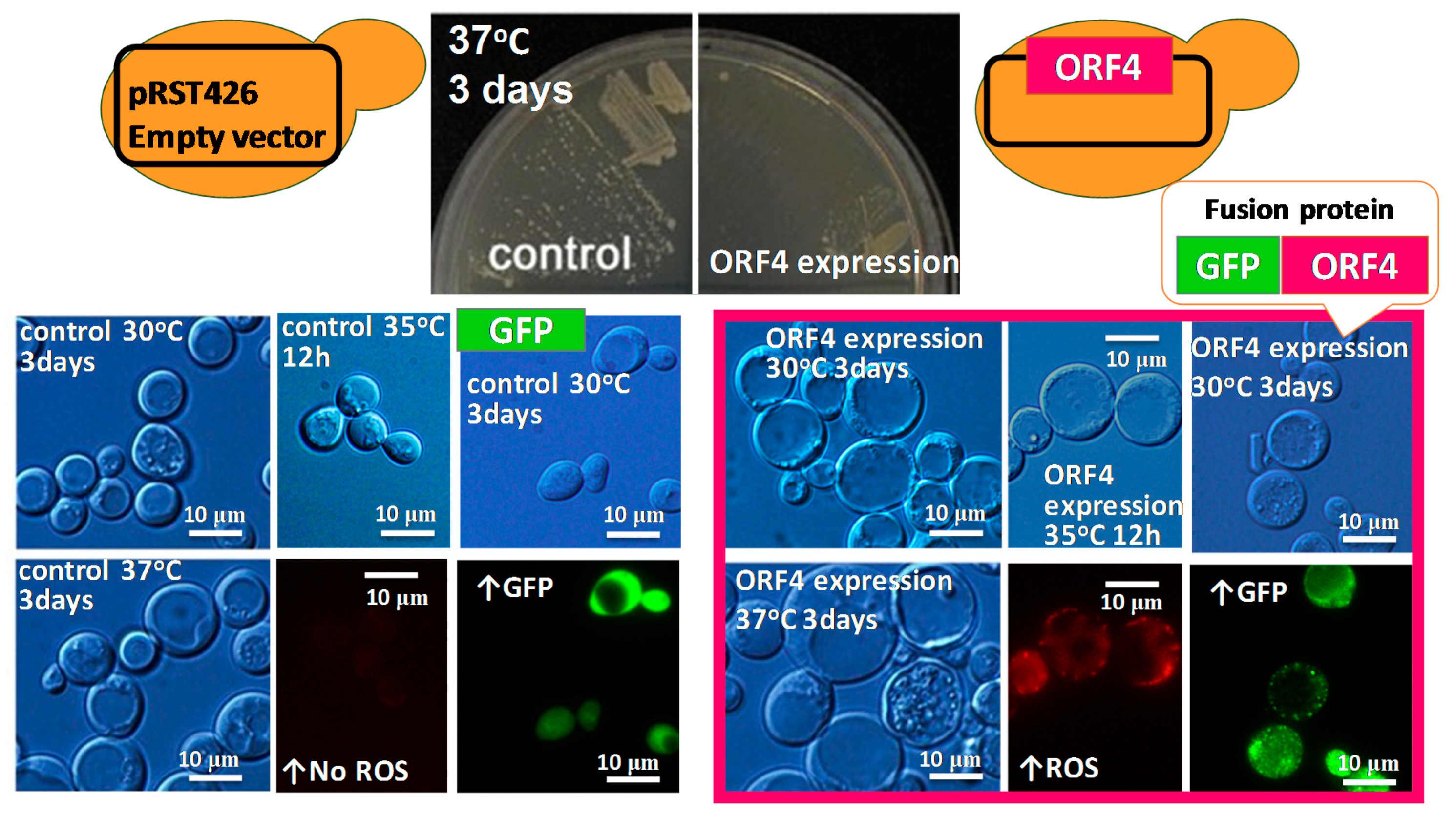 Viruses 10 00697 g008