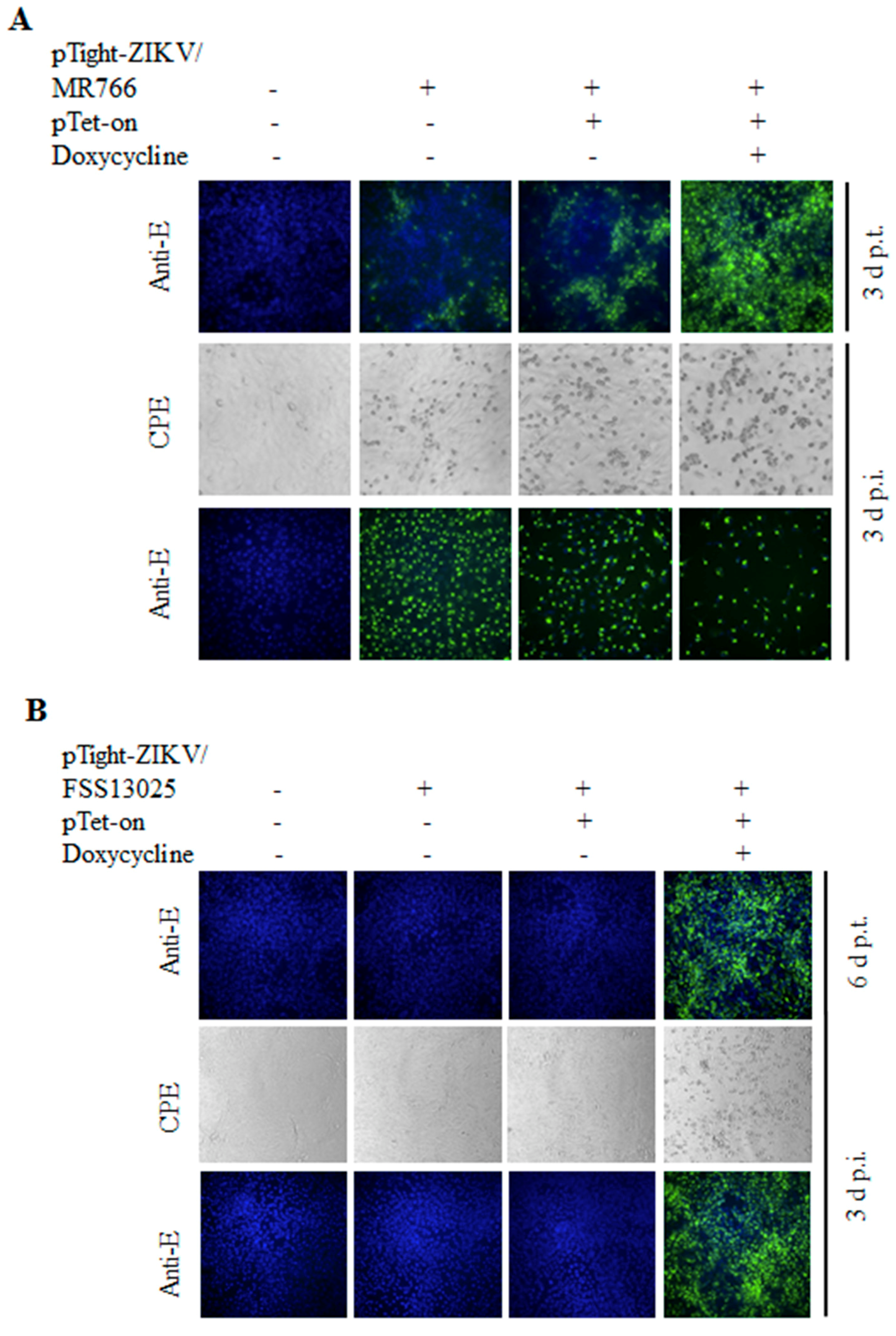 Viruses 10 00700 g002