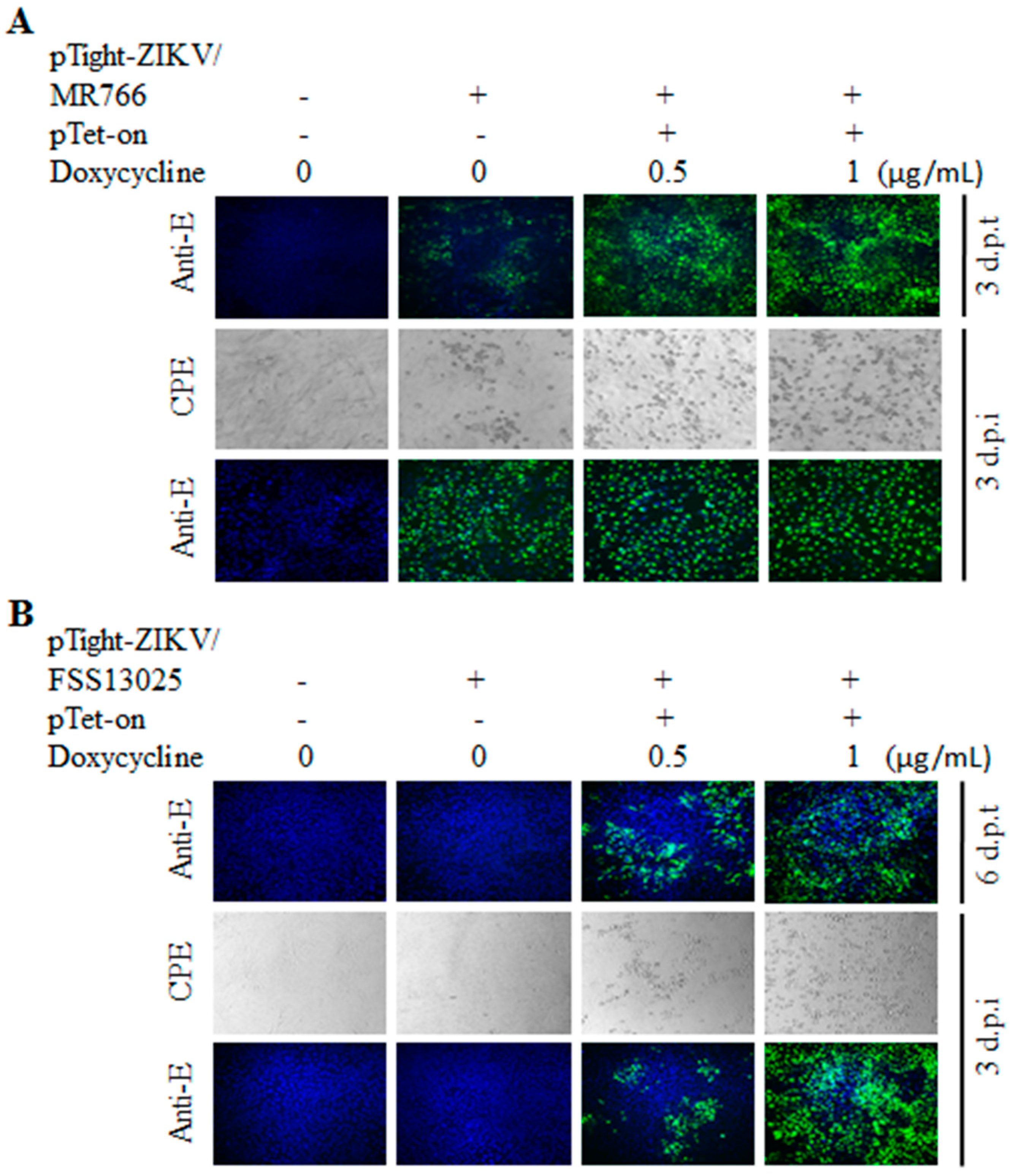 Viruses 10 00700 g003a