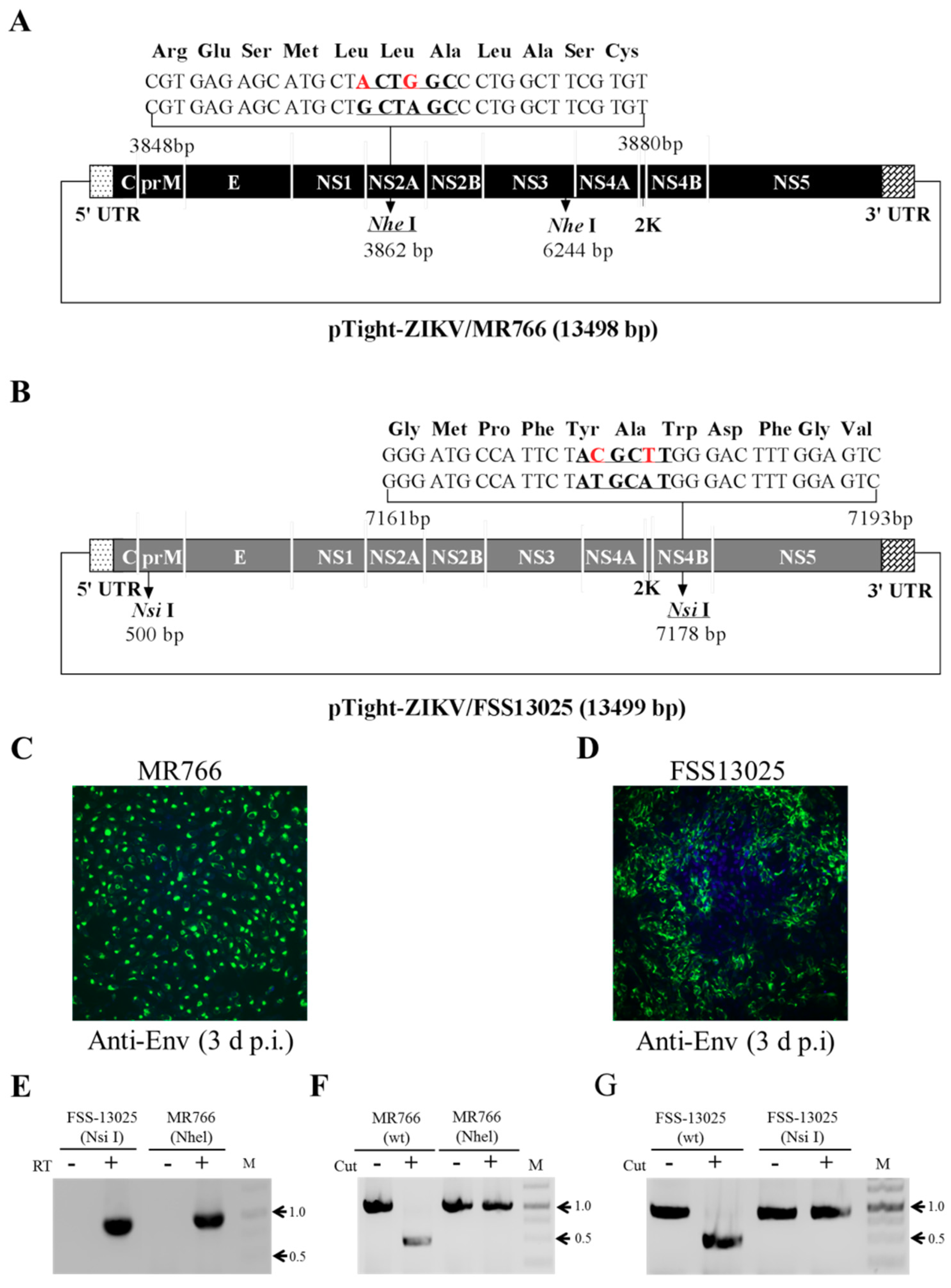 Viruses 10 00700 g005
