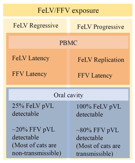 Curated visual reference: Clinical And Molecular Features Of Feline Foamy Virus And Feline Photo Inspiration
