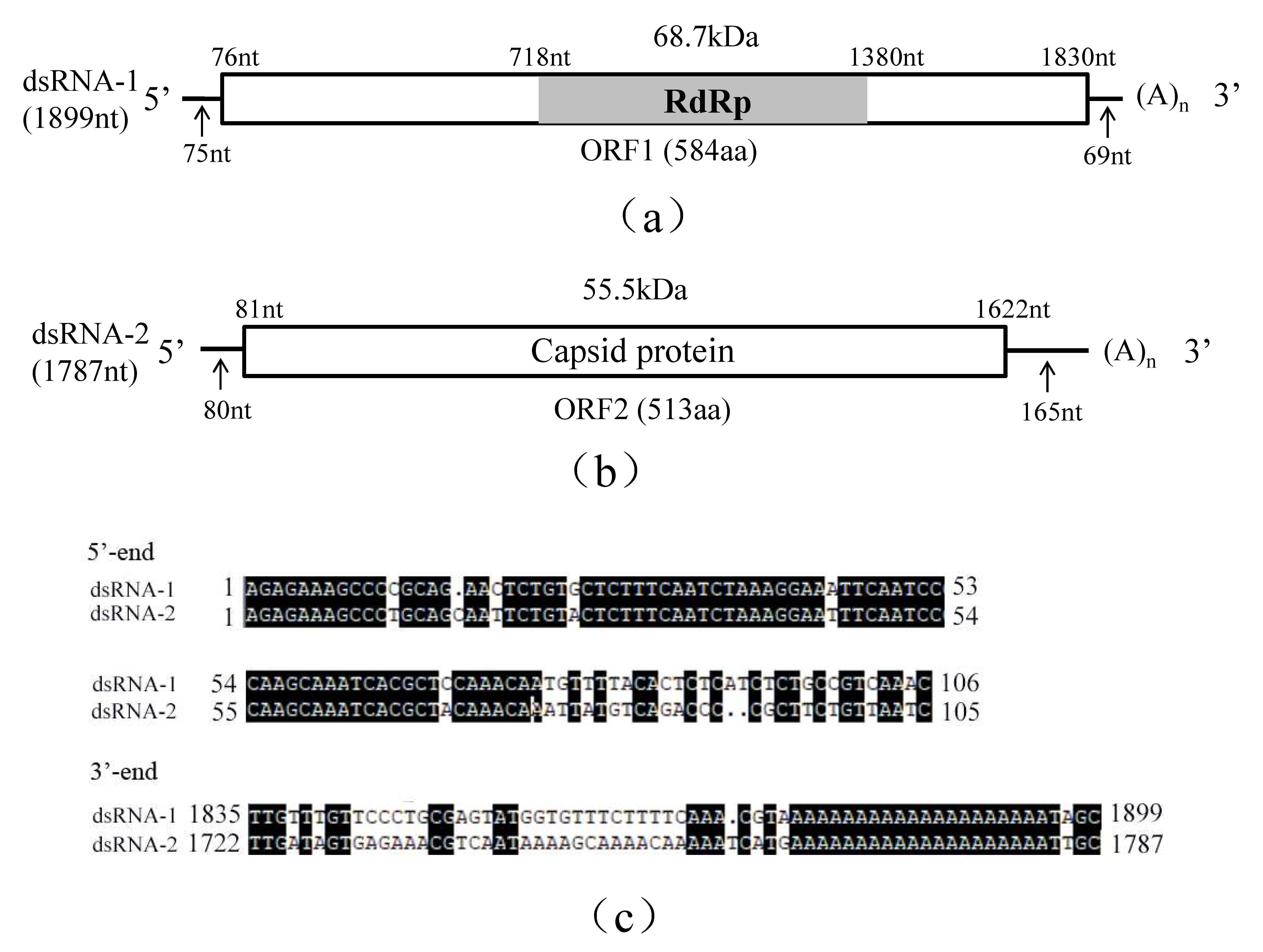 Viruses 10 00703 g001