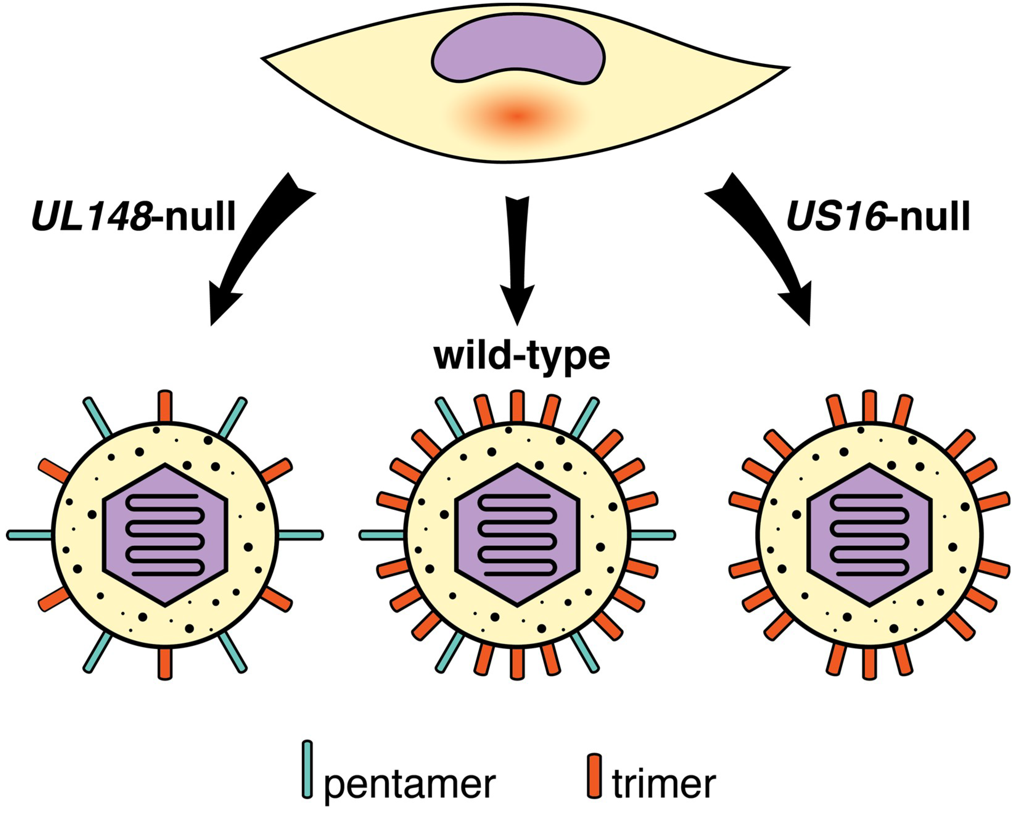 Types of viruses. Cytomegalovirus цикл жизни. Тропизм вируса это. Ways of transmission of cytomegalovirus infection. Host specificity and Tissue tropism of viruses.