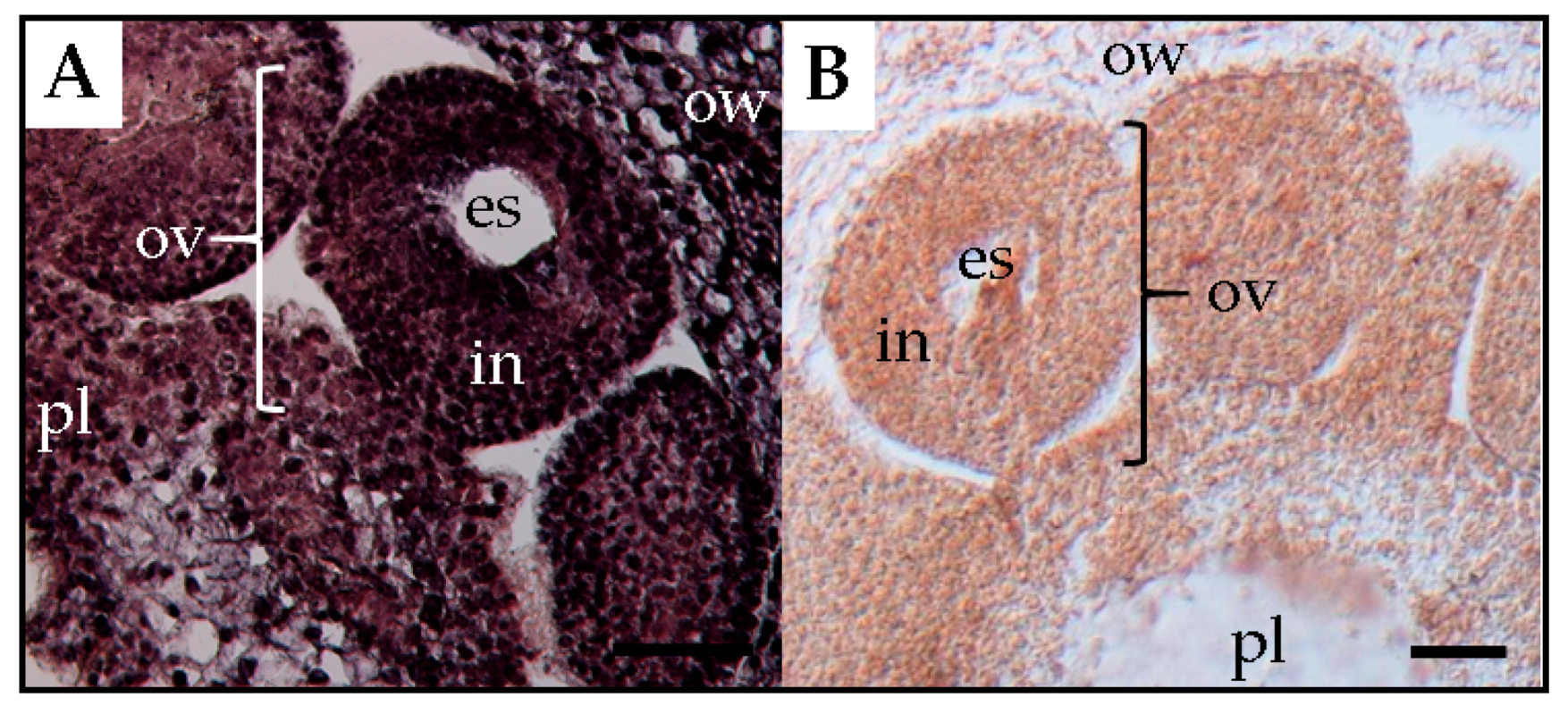 Viruses 10 00706 g004