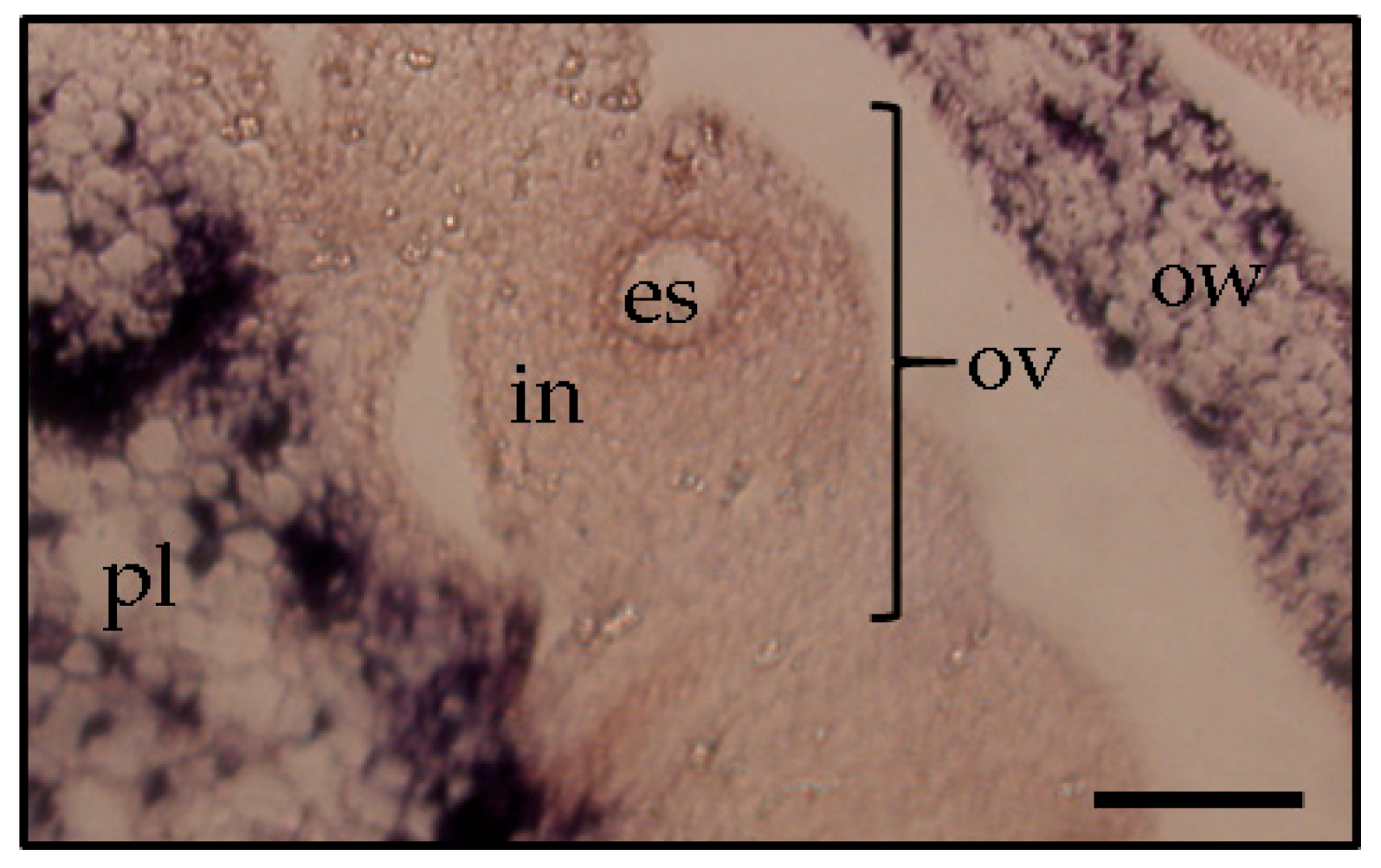 Viruses 10 00706 g005