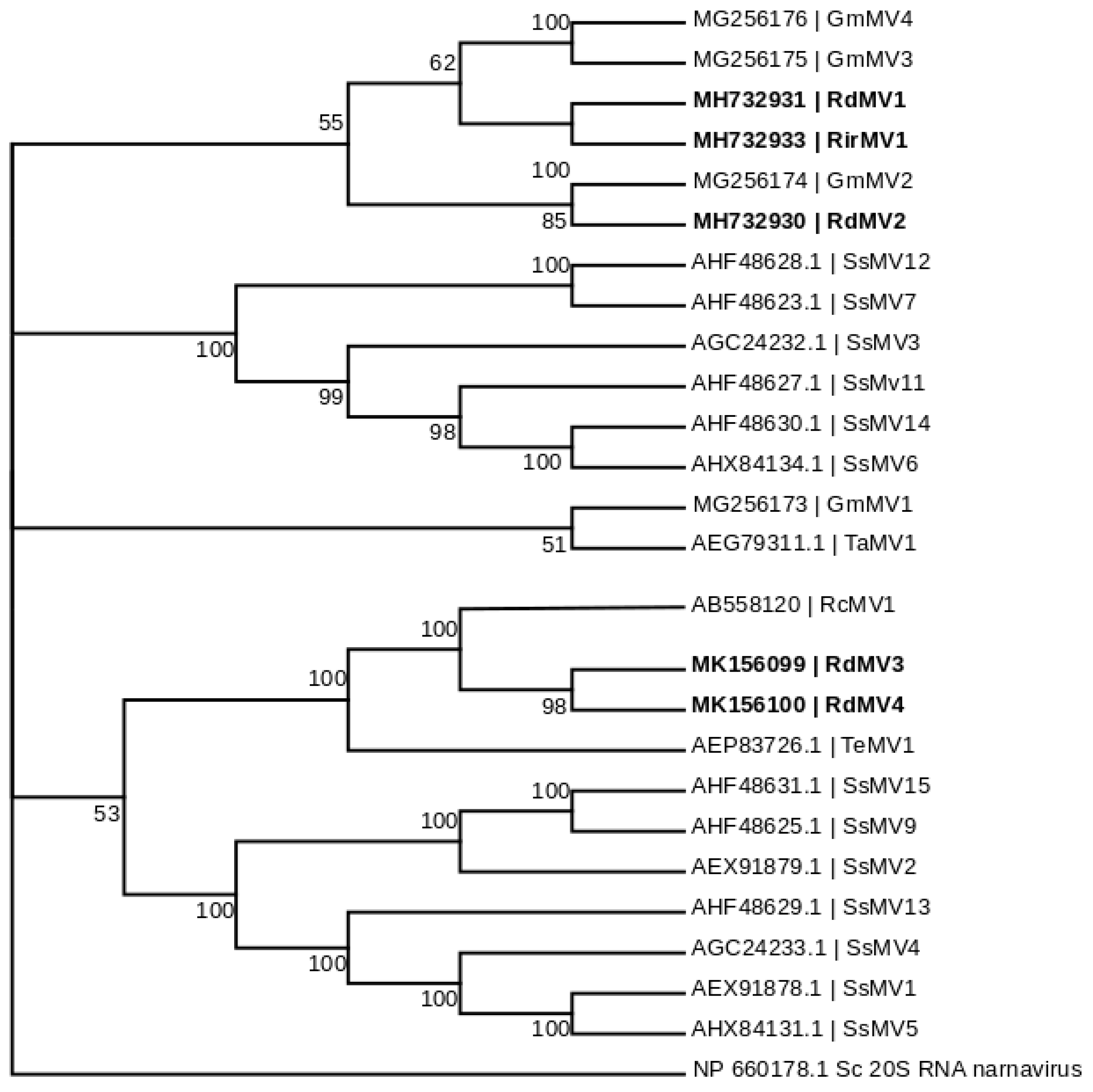 Viruses 10 00707 g002
