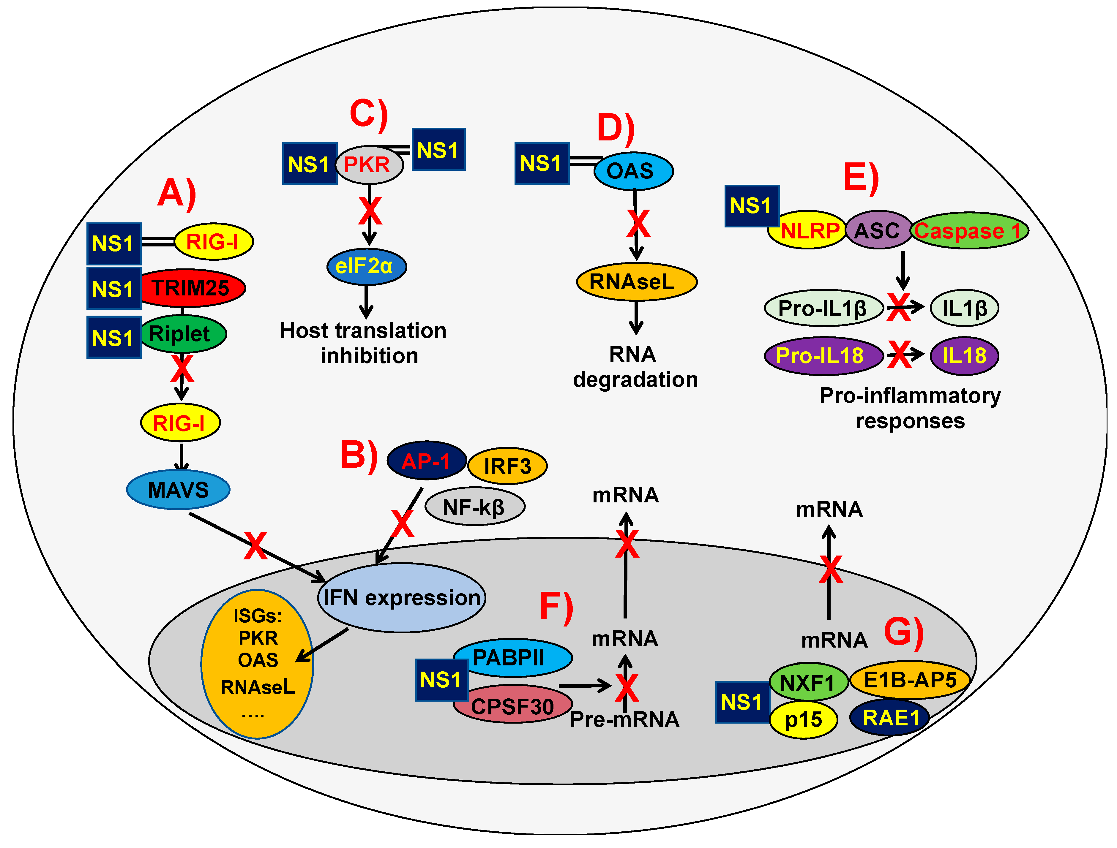 Viruses 10 00708 g002