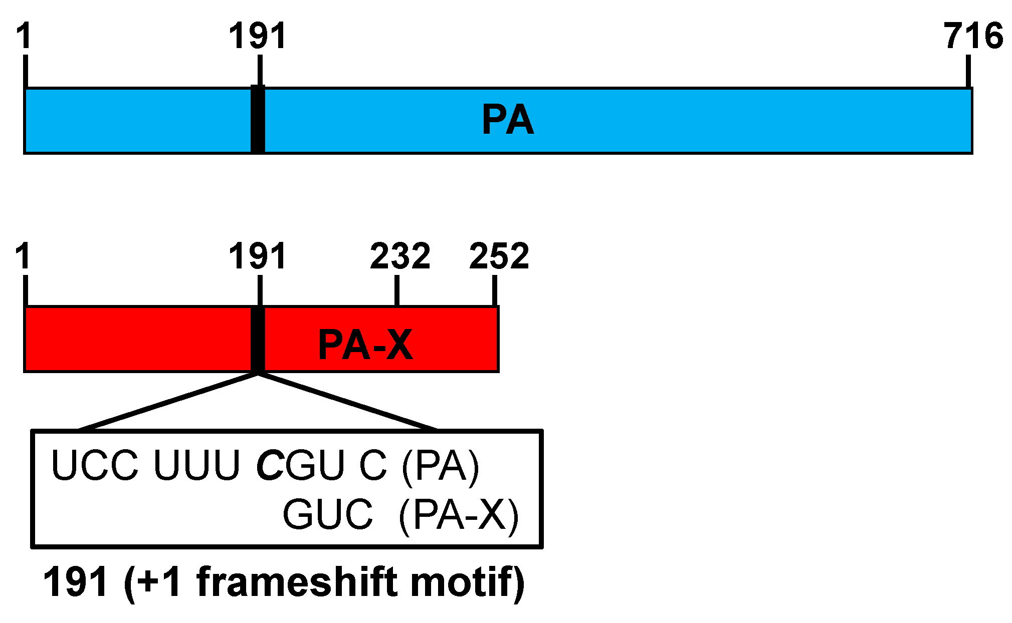 Viruses 10 00708 g004