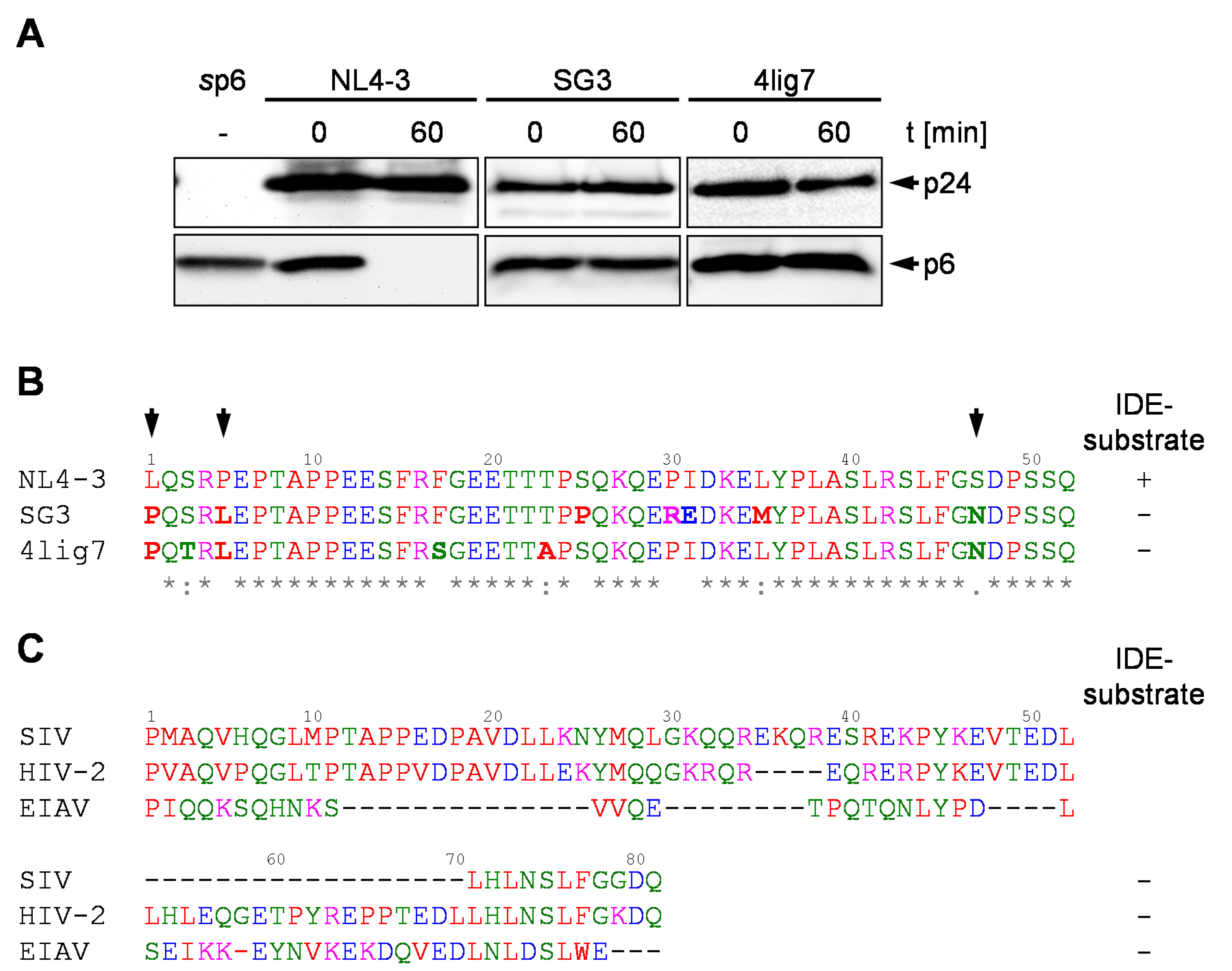 Viruses 10 00710 g001