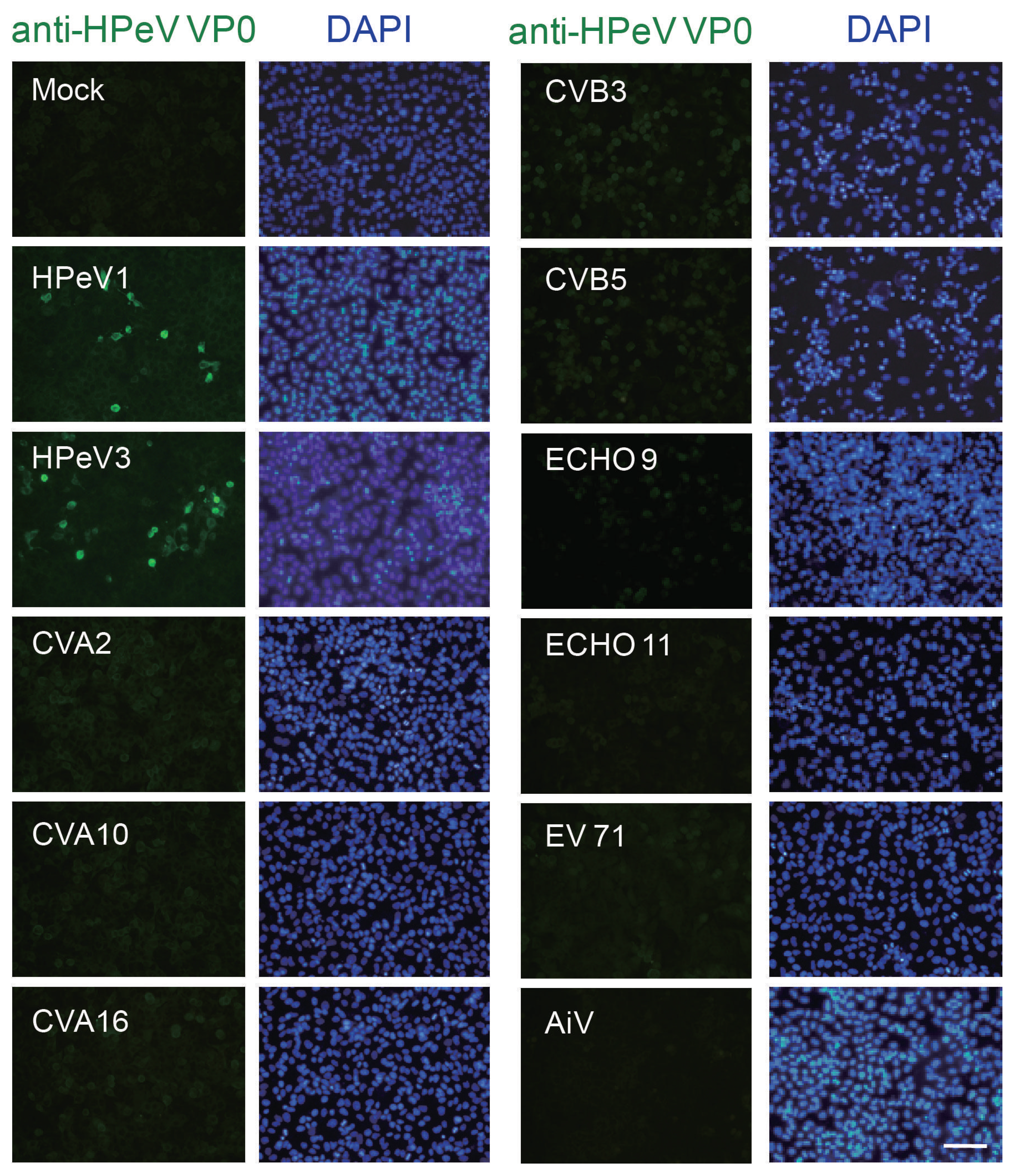 Viruses 10 00711 g002