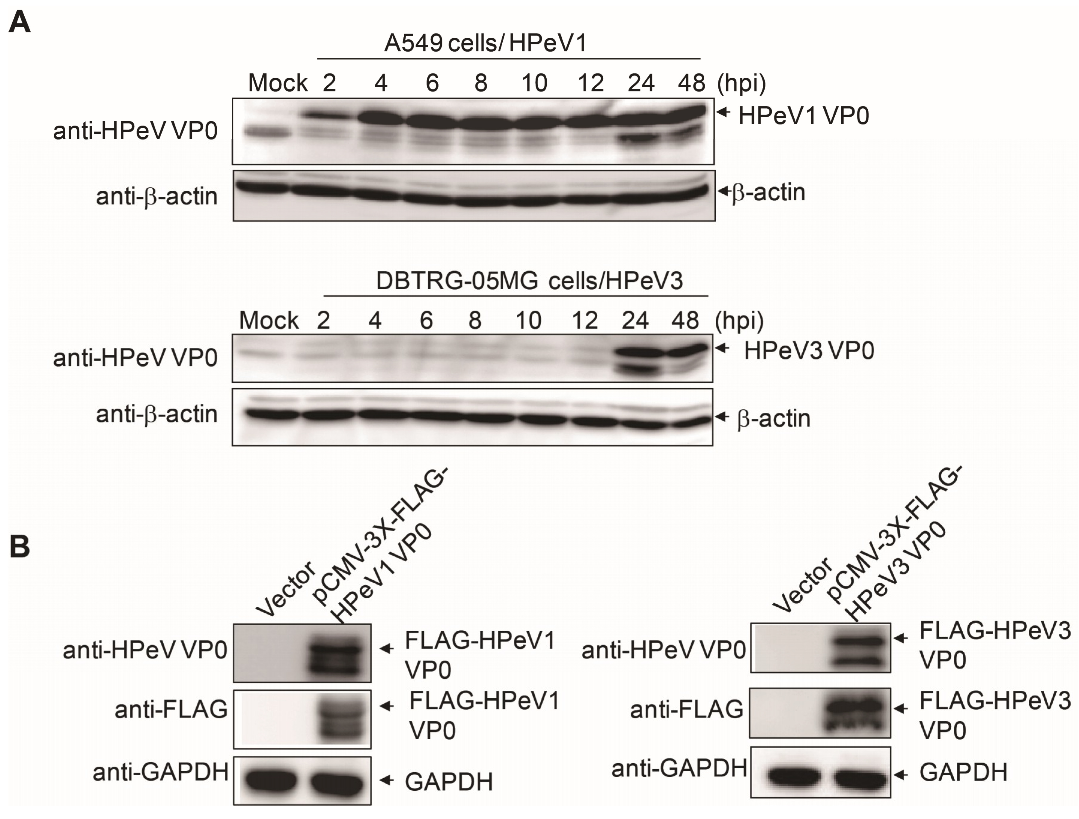 Viruses 10 00711 g003