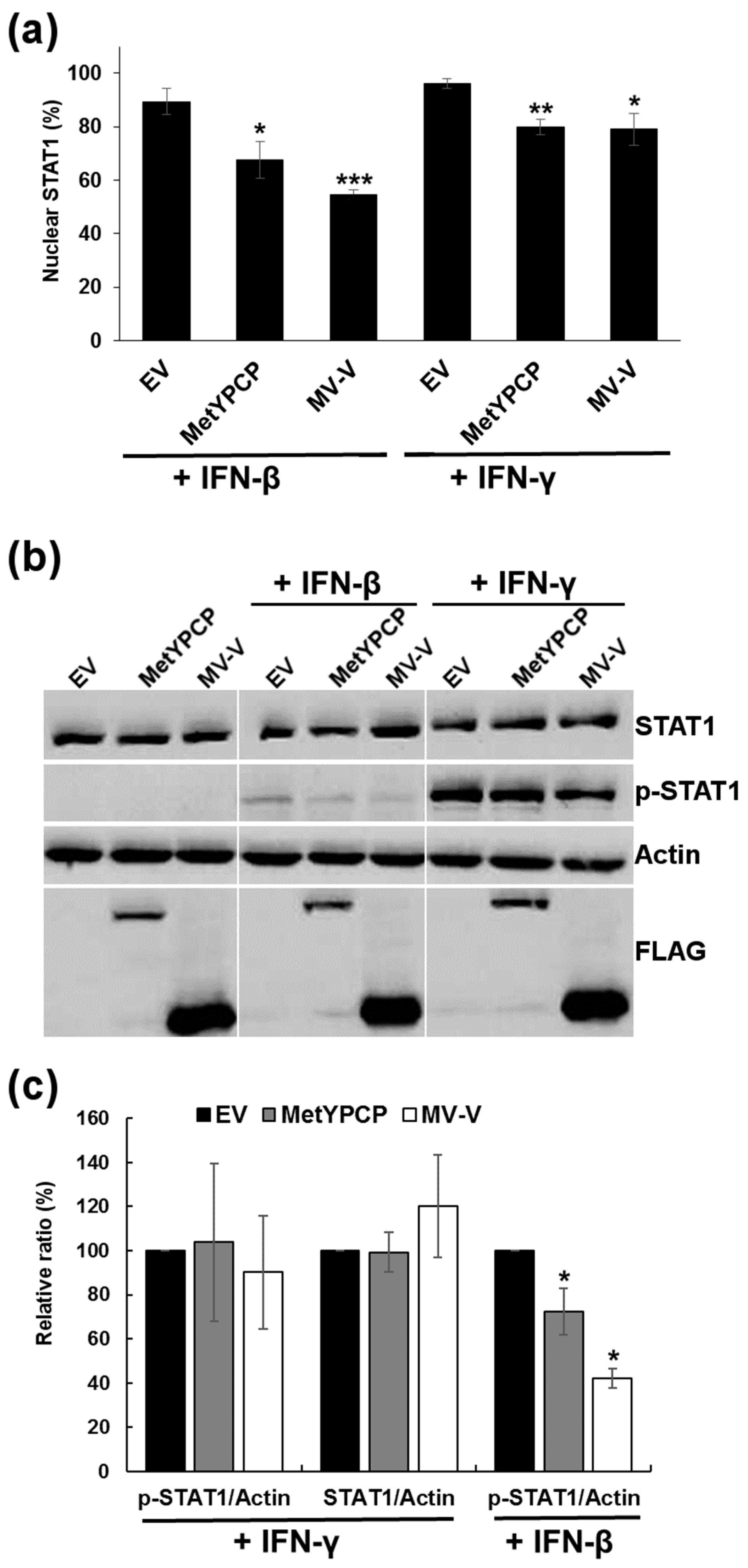 Viruses 10 00726 g005