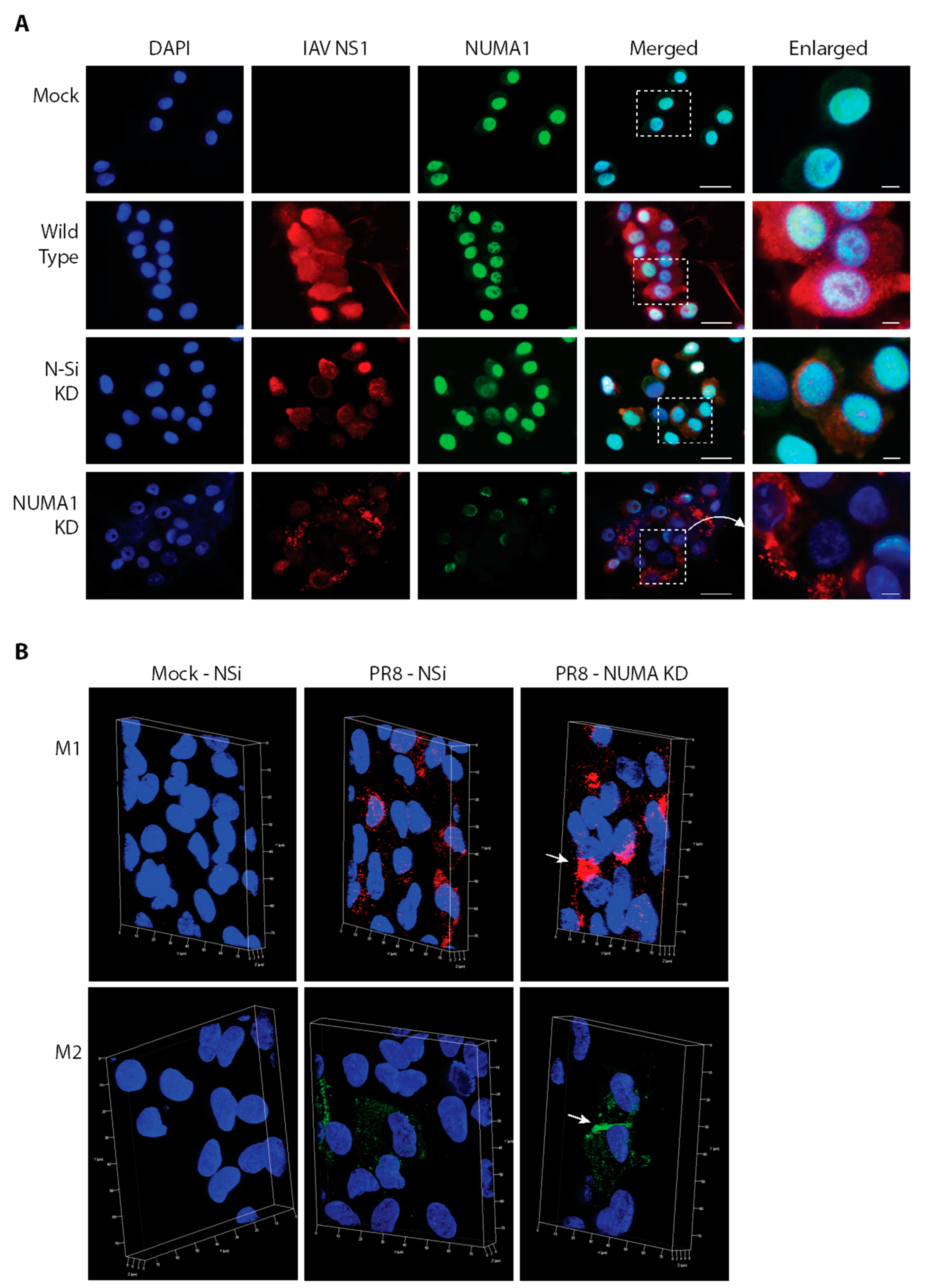 Viruses 10 00731 g006