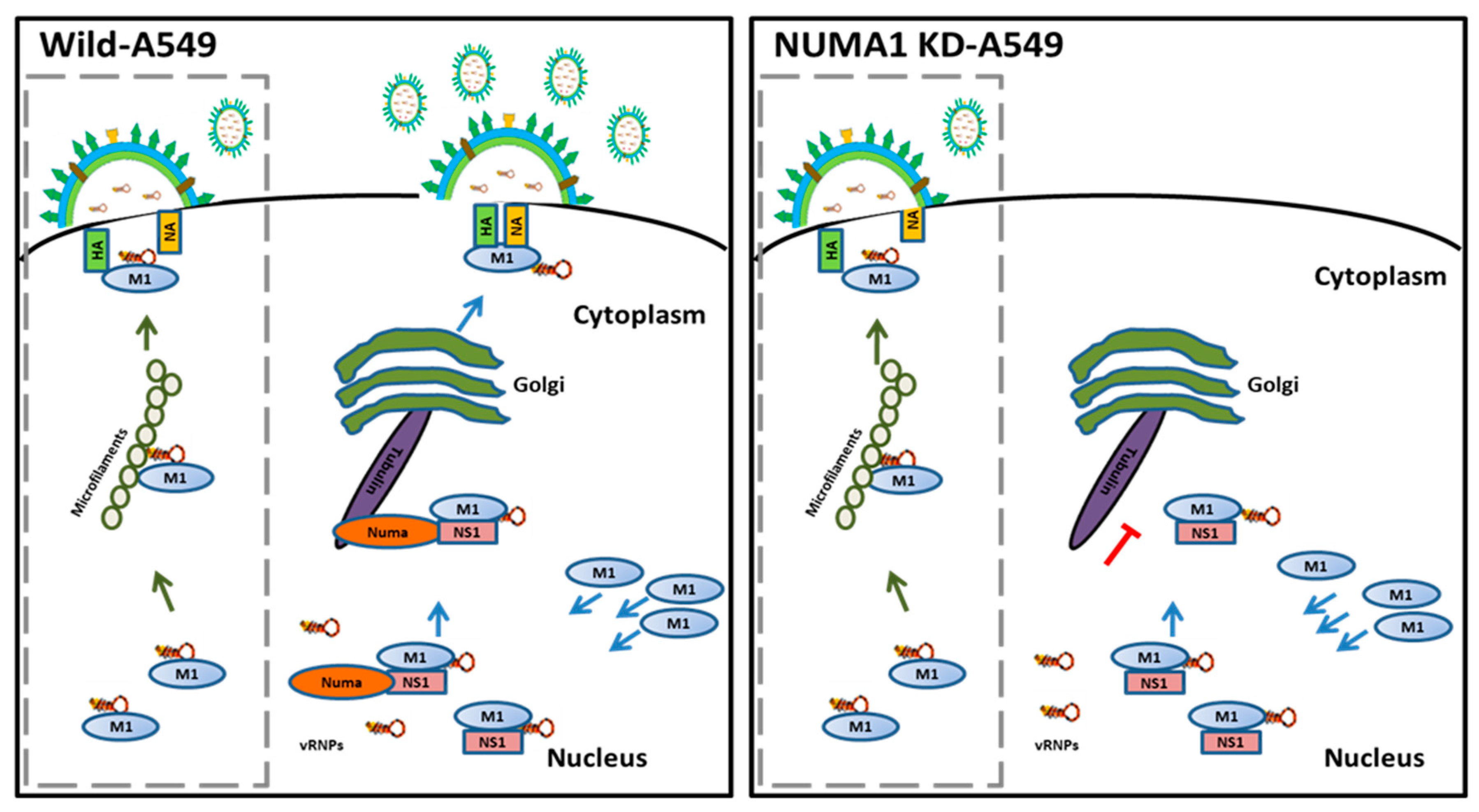 Viruses 10 00731 g007