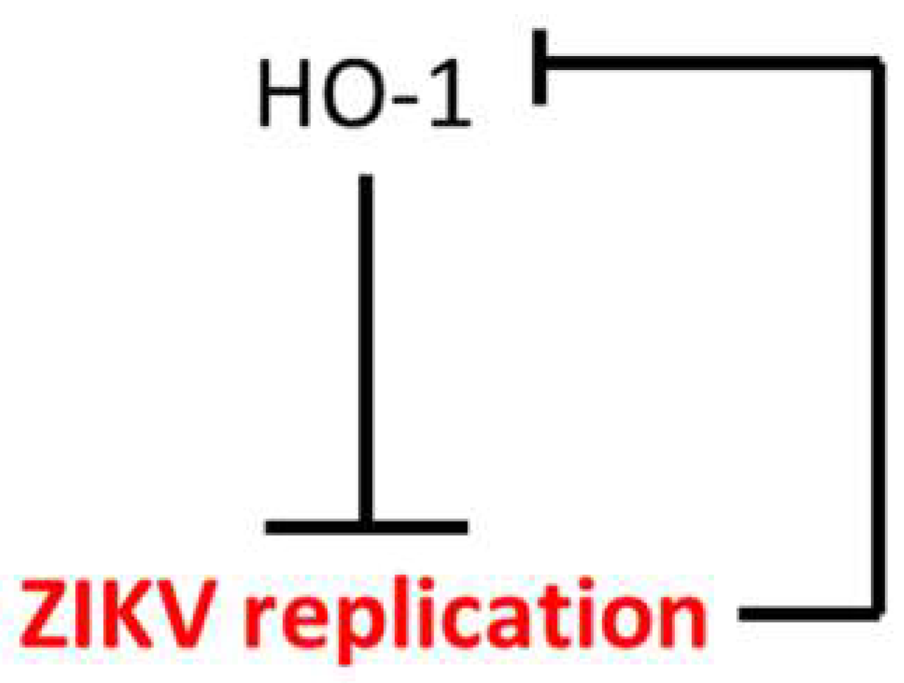 Viruses 11 00002 g005