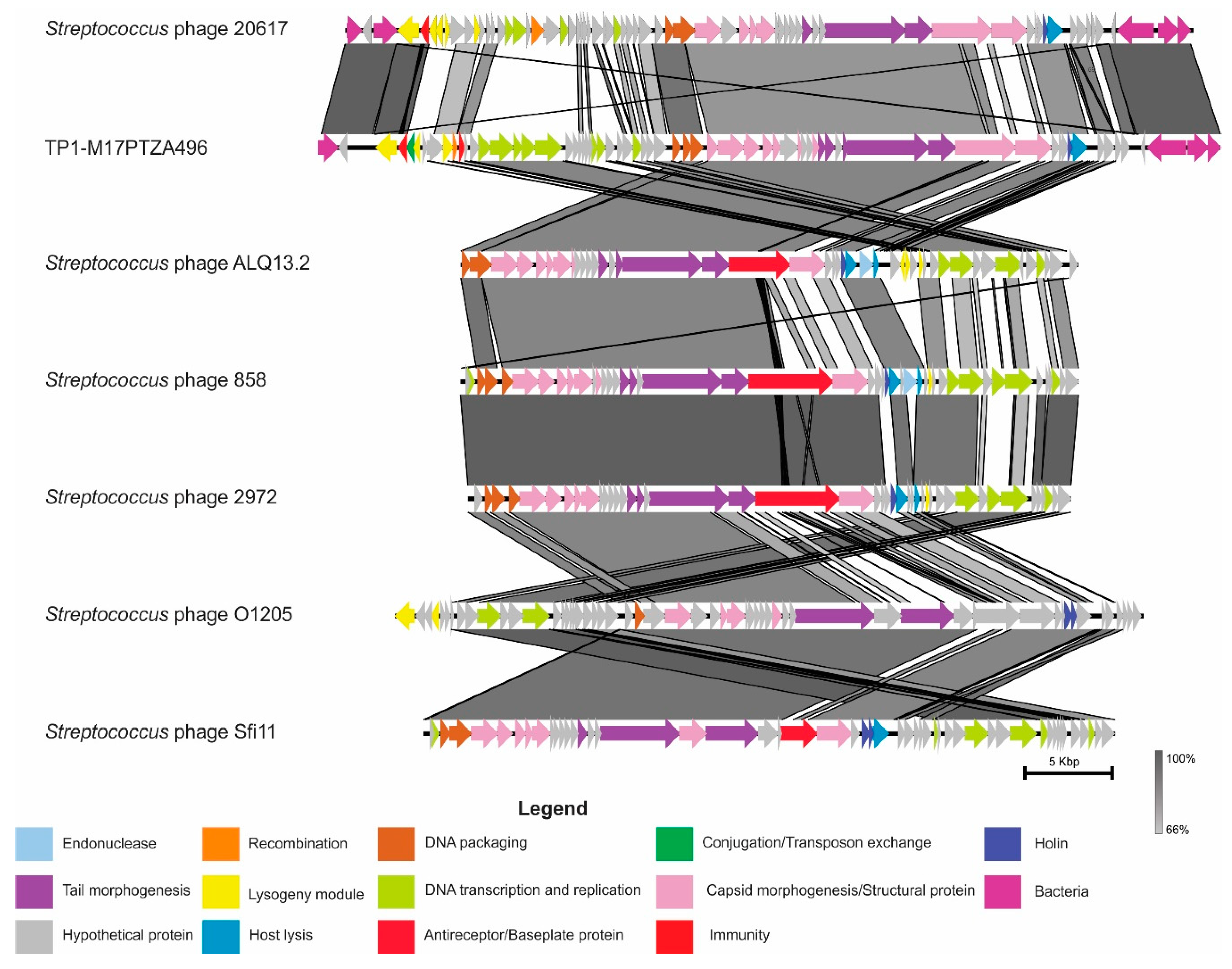 Viruses 11 00007 g003 Viruses 11 00007 g003