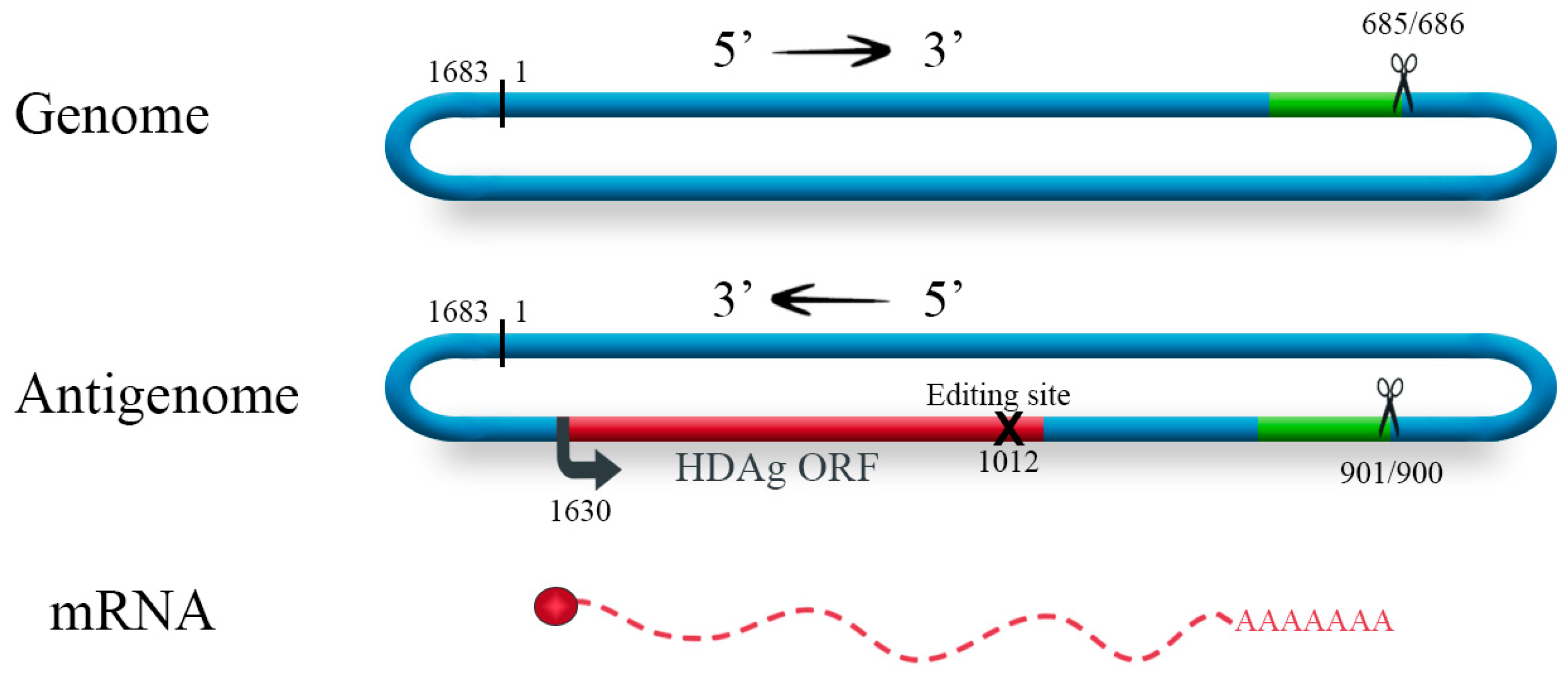 Viruses Free Full Text Insight Into The Contribution And Disruption Of Host Processes During Hdv Replication Html