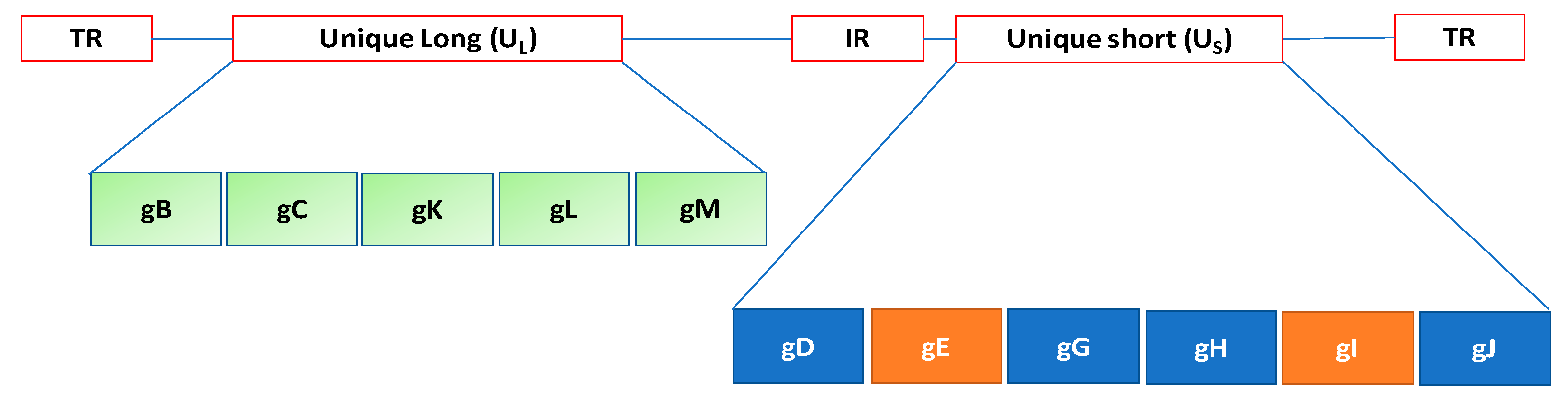 Viruses 11 00023 g001