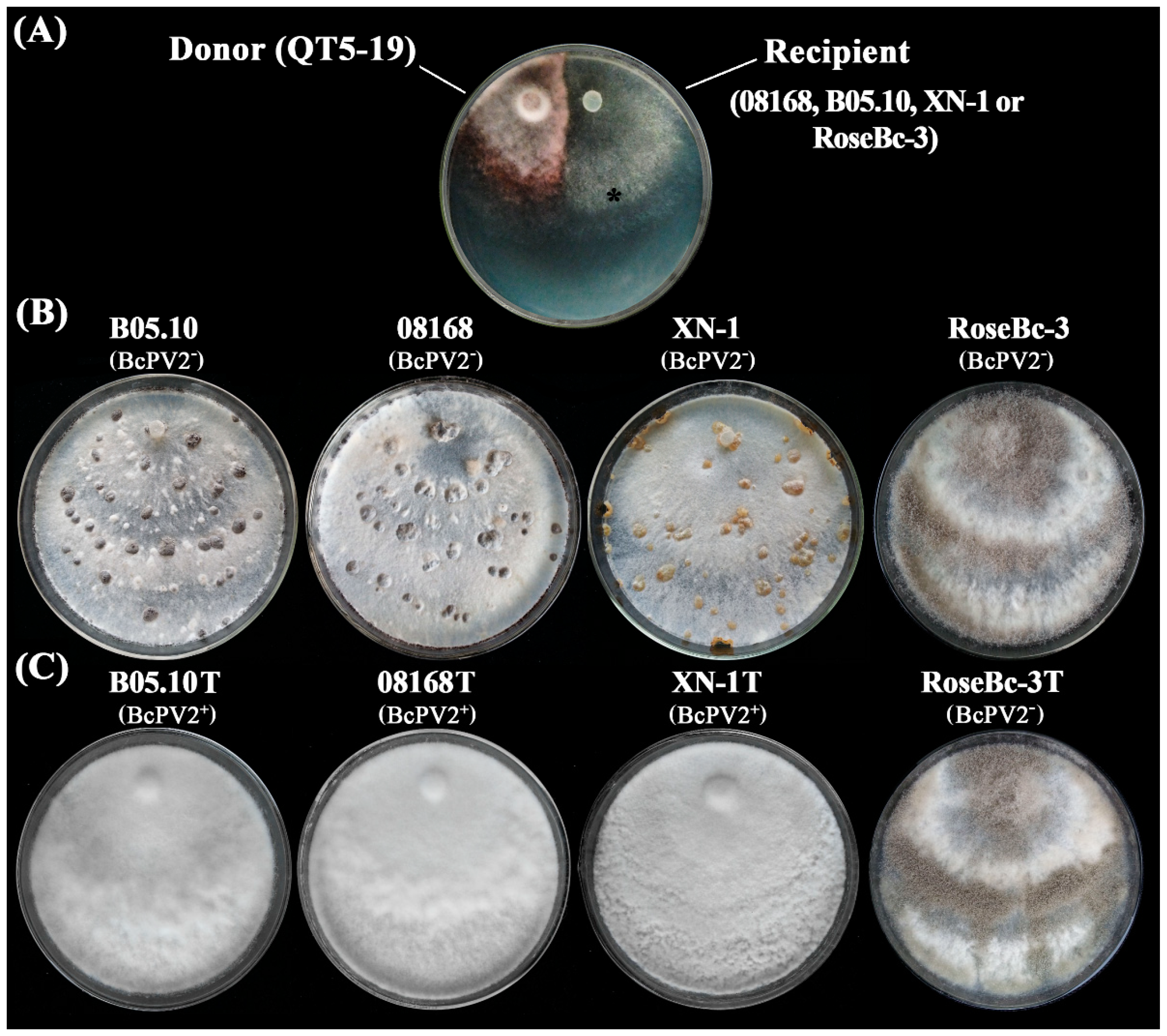 Viruses | Free Full-Text | A Novel Partitivirus in the Hypovirulent Isolate QT5-19 of ...