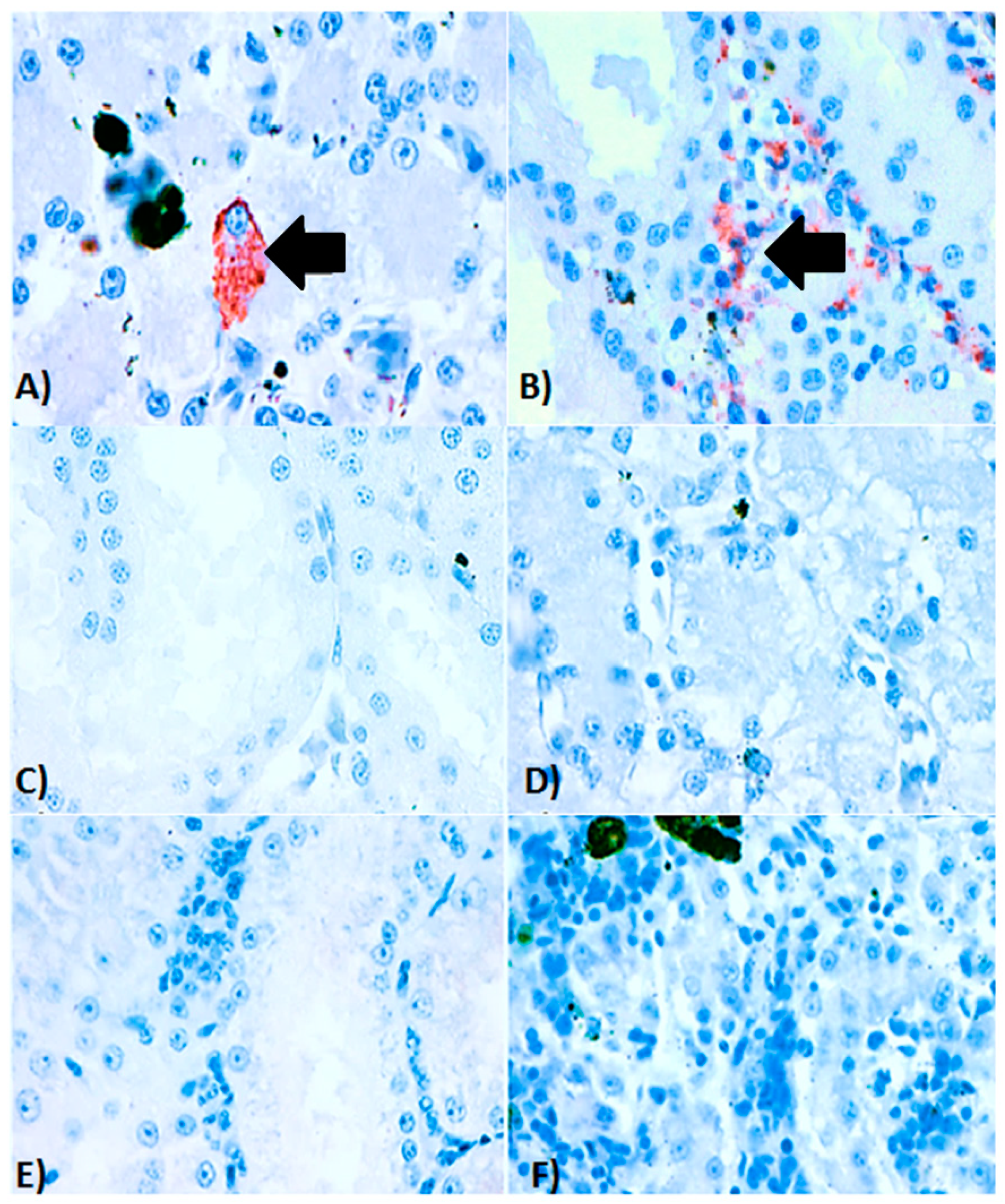 Viruses 11 00026 g004 Viruses 11 00026 g004