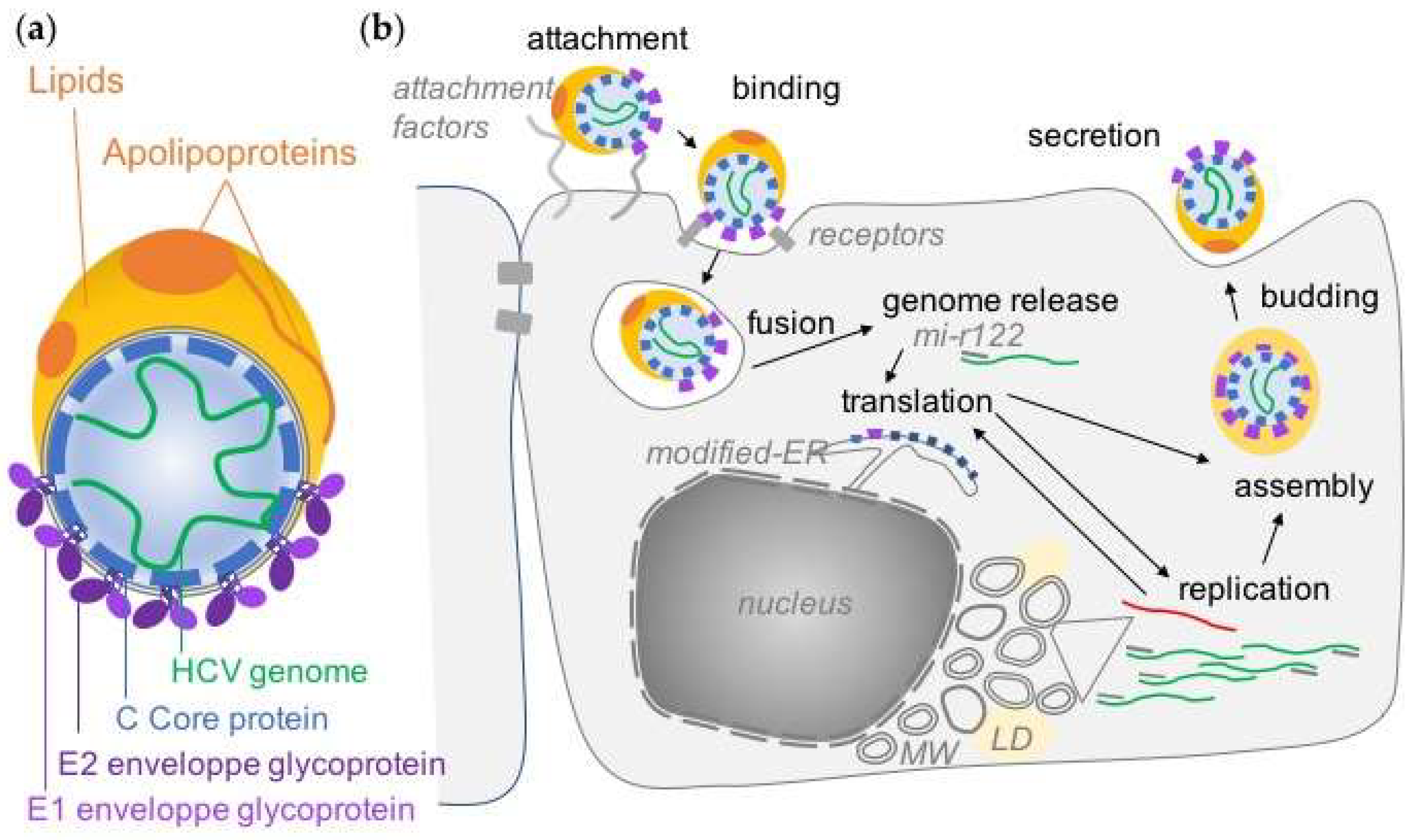 Viruses Free Full Text Overview Of Hcv Life Cycle With A Special Focus On Current And