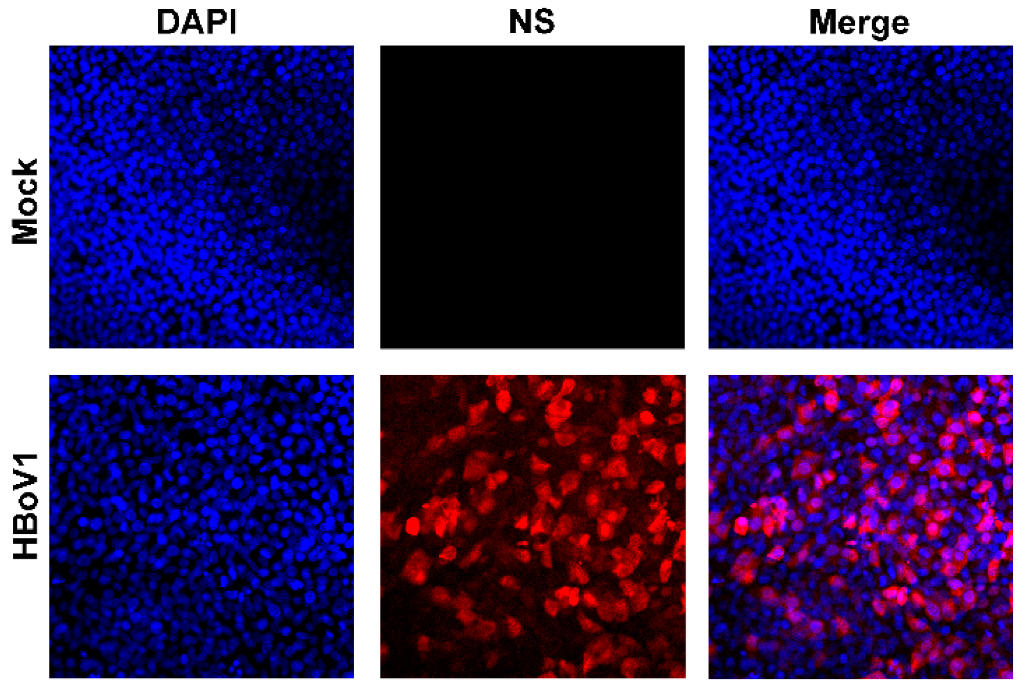 Viruses 11 00033 g001 Viruses 11 00033 g001