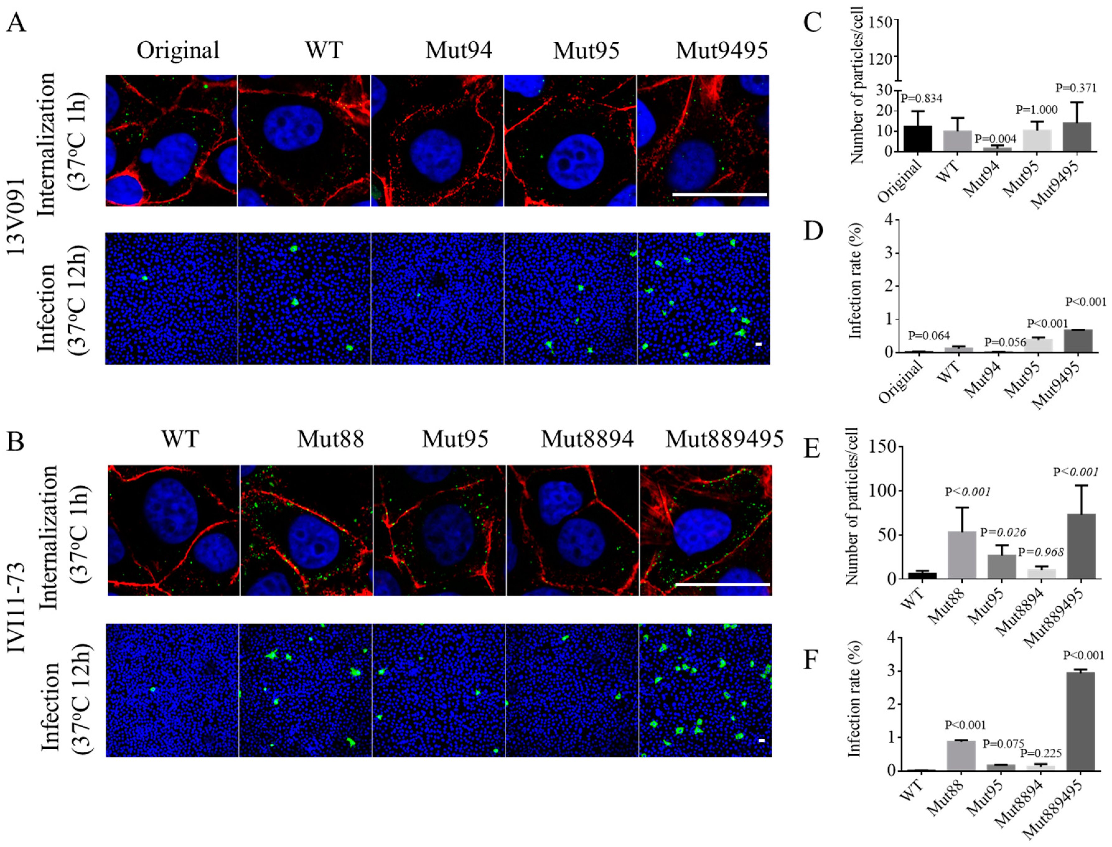 Viruses 11 00036 g005