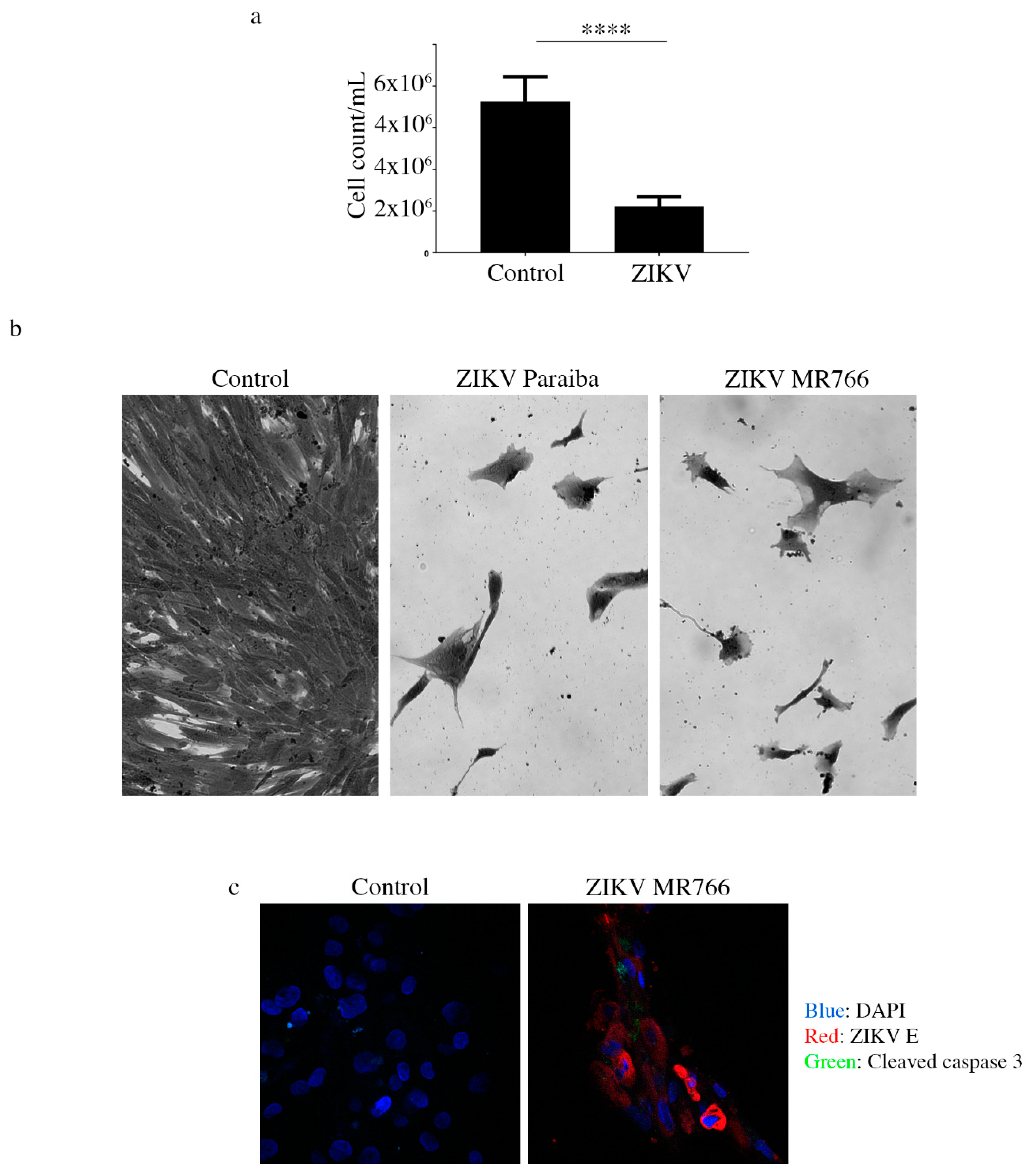 Viruses 11 00042 g005