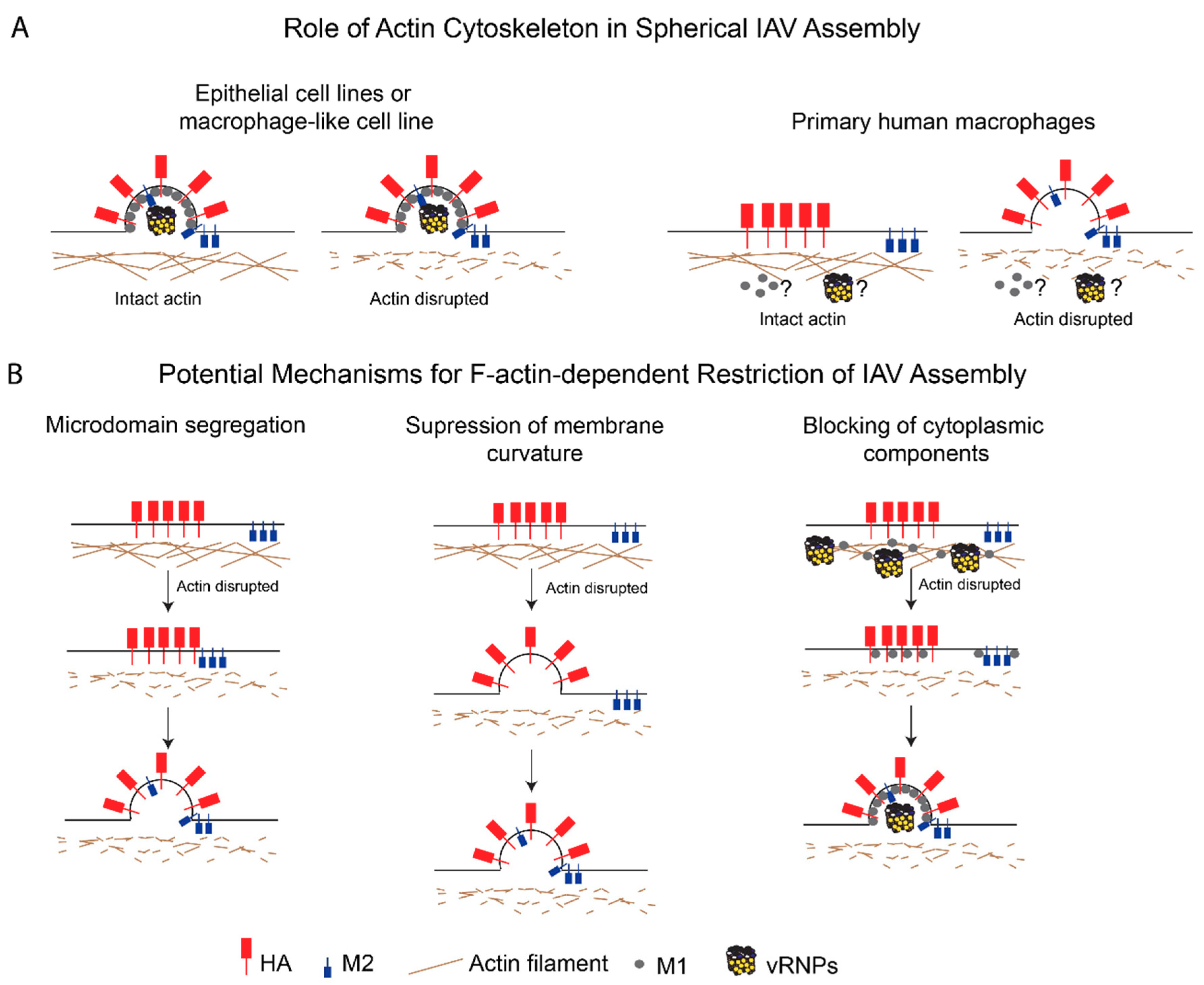 Viruses 11 00046 g002
