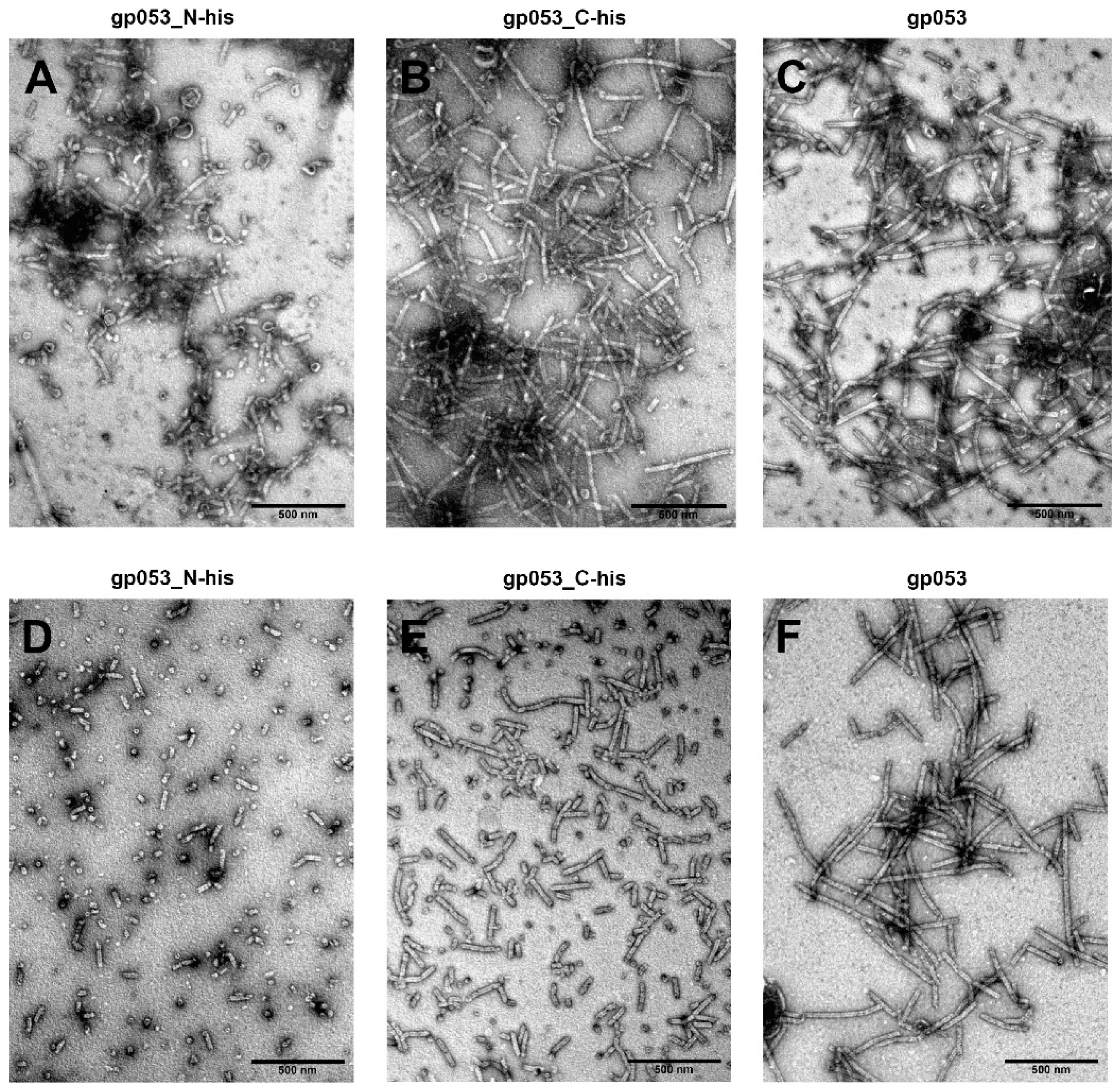 Viruses 11 00050 g002