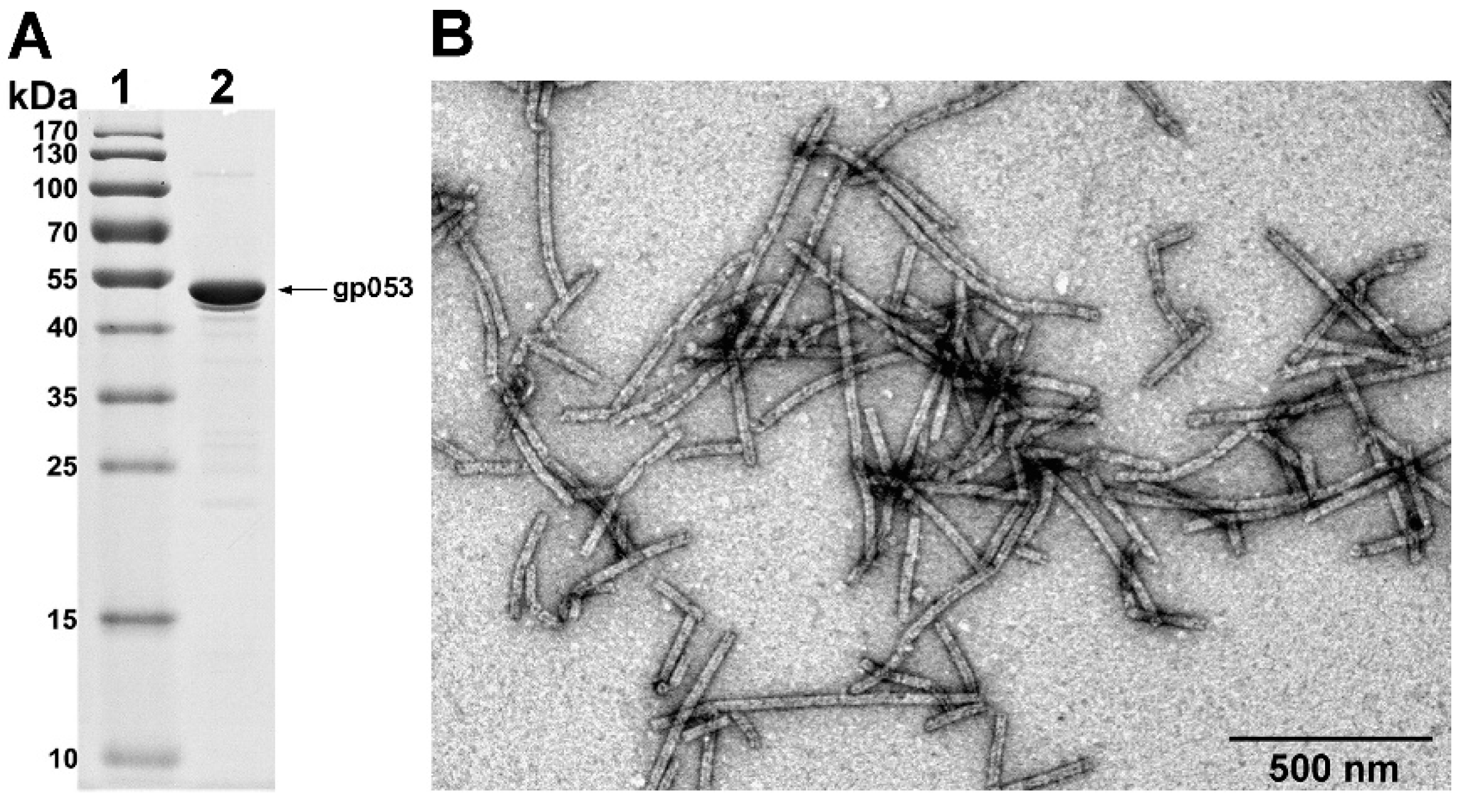 Viruses 11 00050 g003
