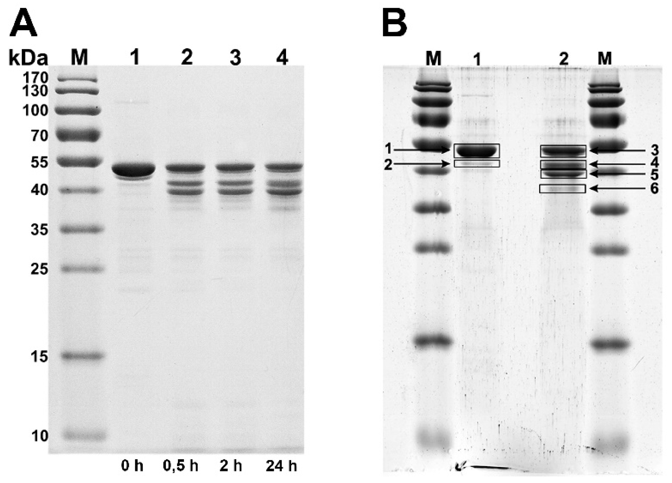 Viruses 11 00050 g005