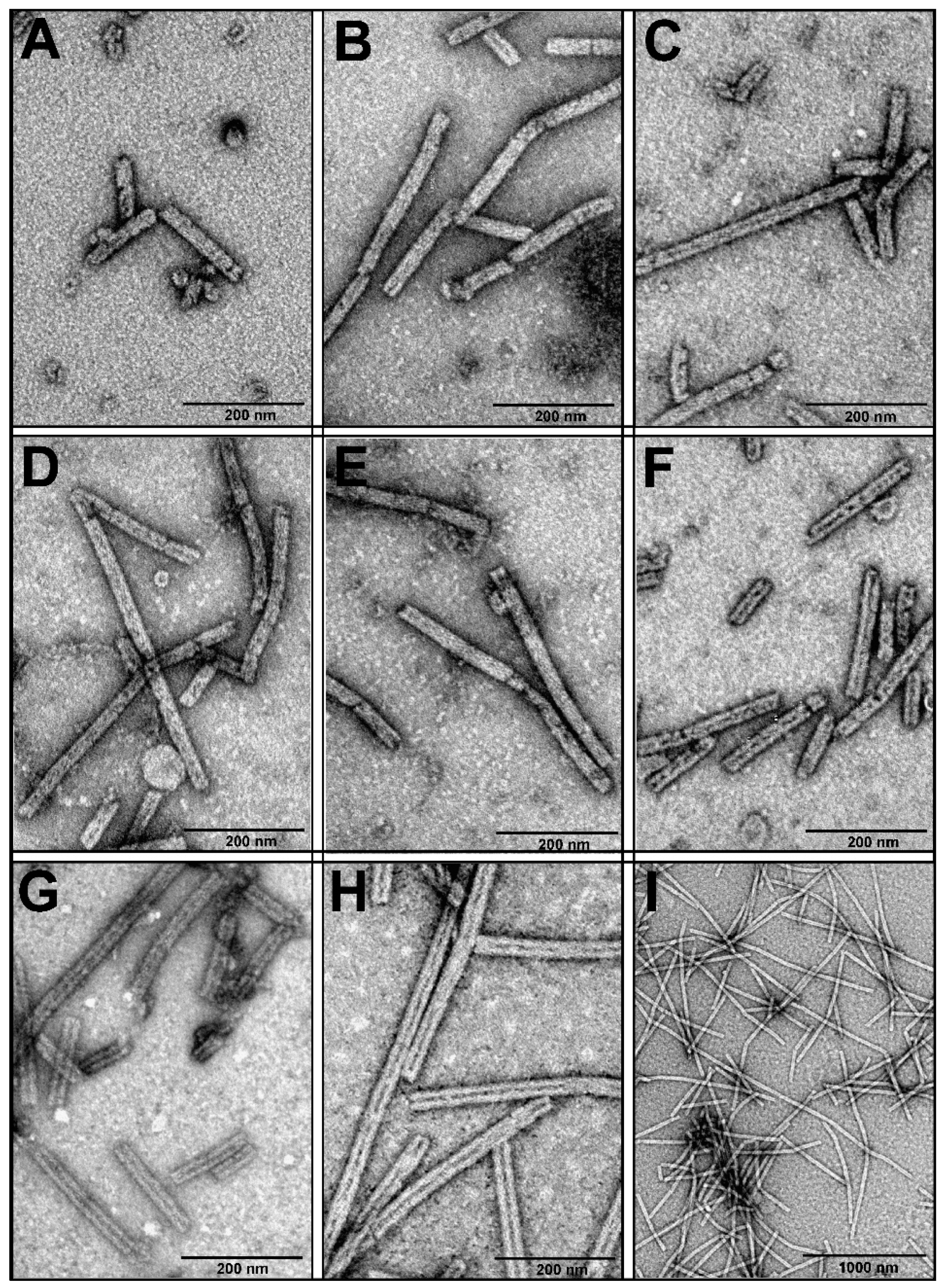 Viruses 11 00050 g007