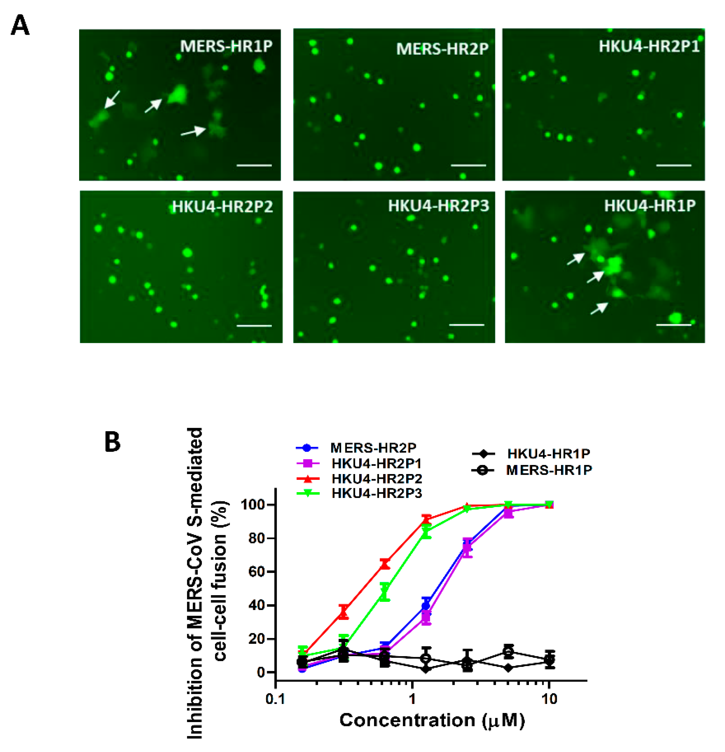 Viruses | Free Full-Text | Potent MERS-CoV Fusion Inhibitory Peptides Identified from ...