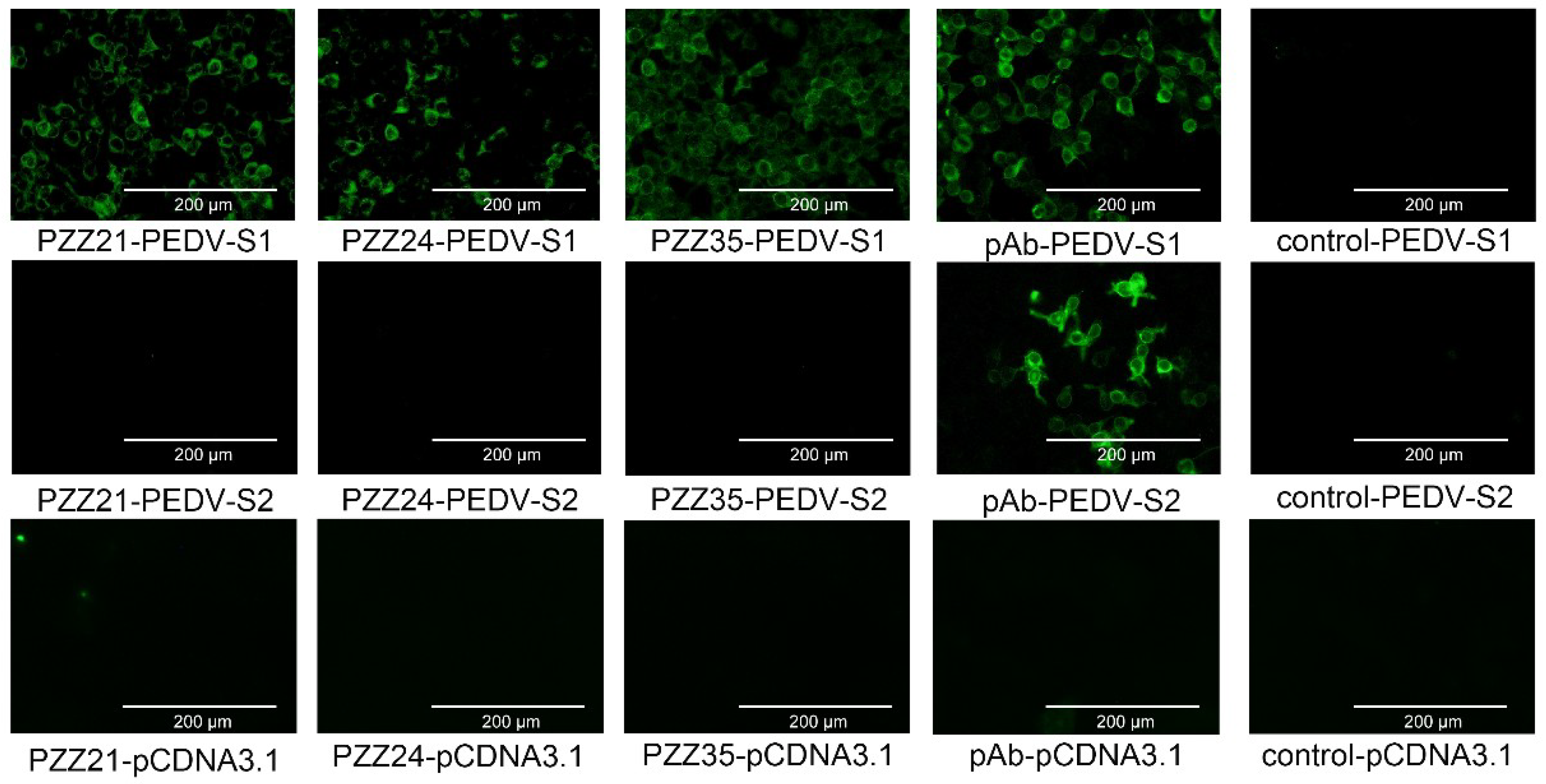 Viruses 11 00058 g002