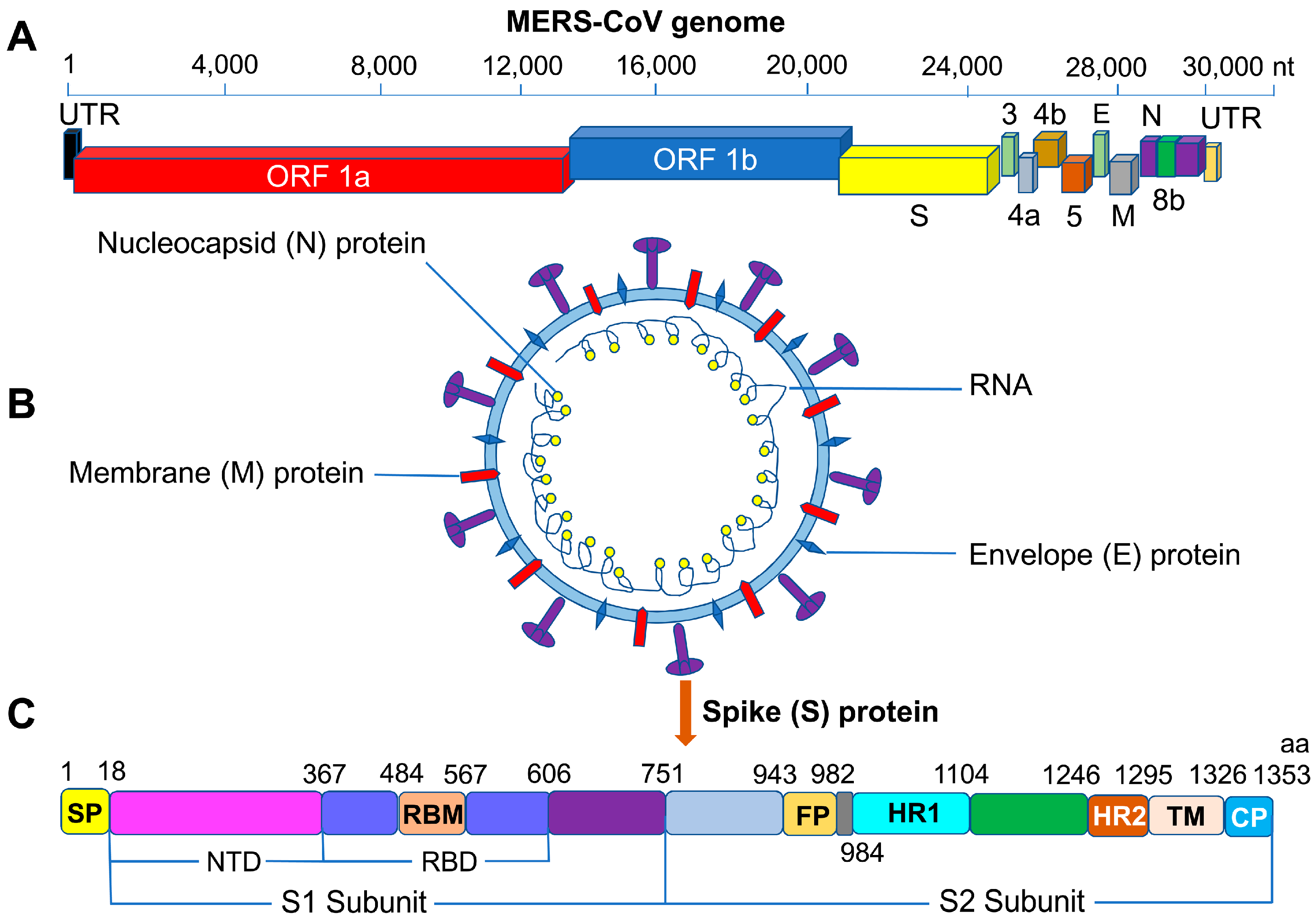 Viruses | Free Full-Text | Advances in MERS-CoV Vaccines and Therapeutics Based on the ...3249 x 2279