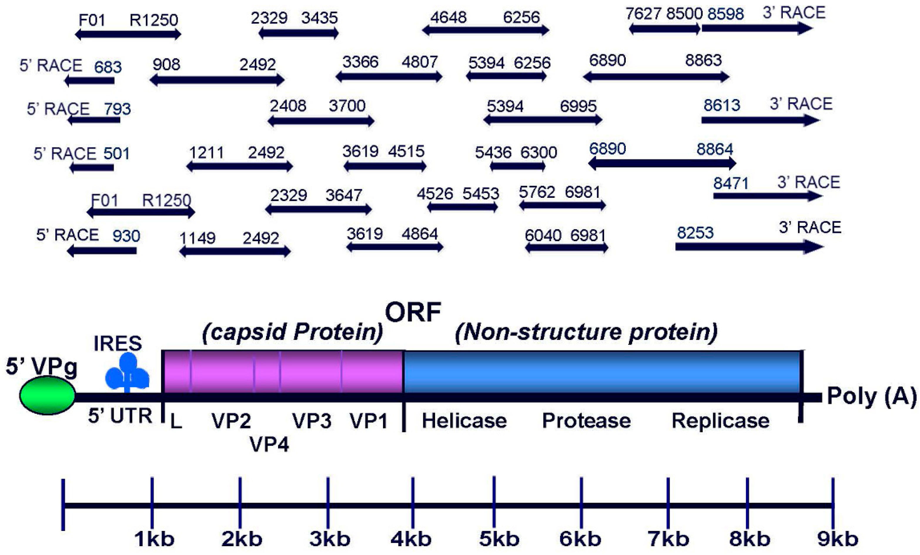 Viruses 11 00061 g001 Viruses 11 00061 g001