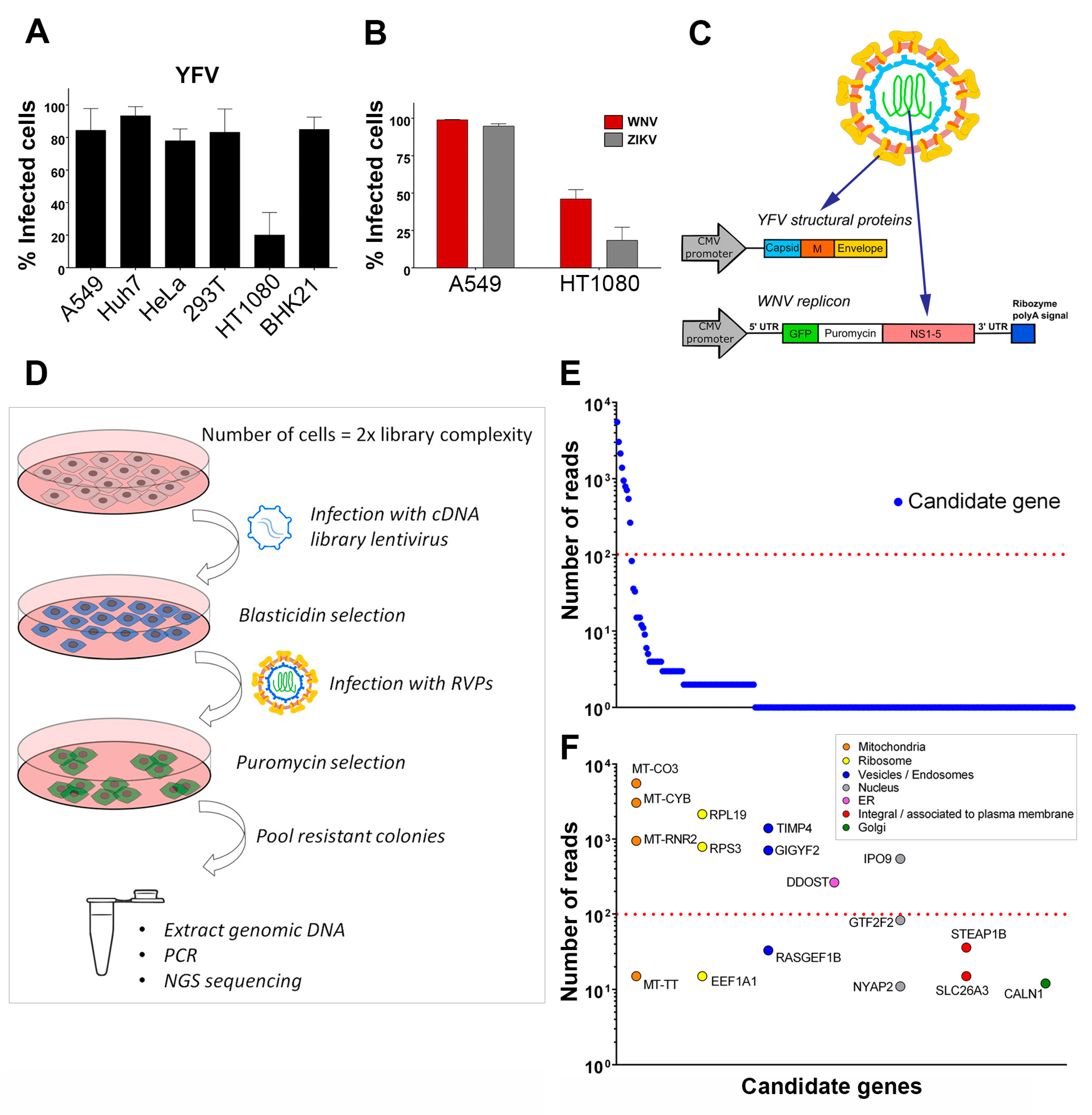 Viruses 11 00068 g001