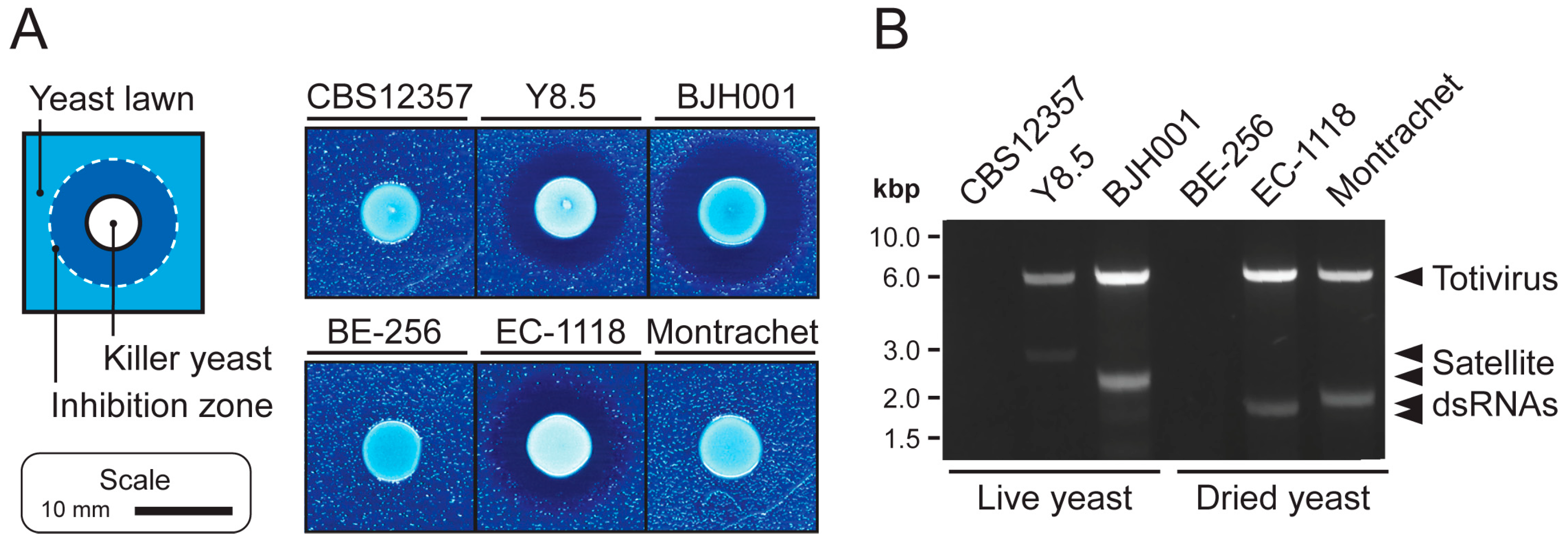 Viruses 11 00070 g001