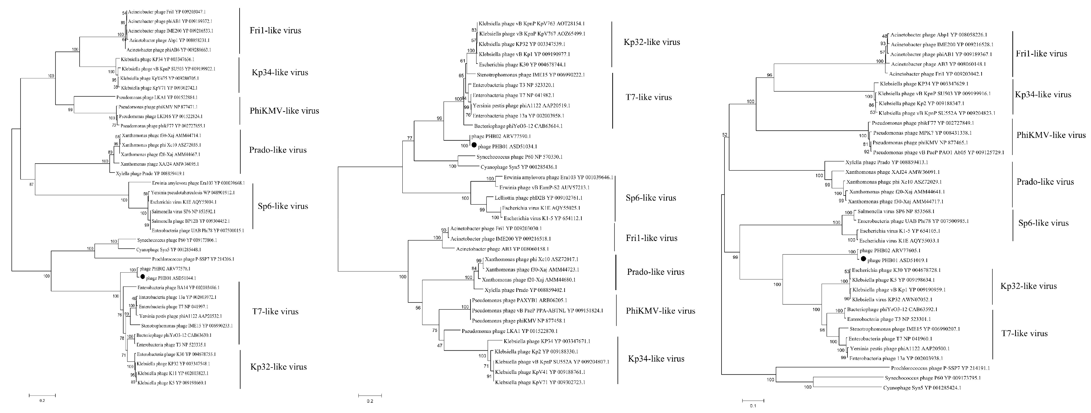 Viruses 11 00086 g004