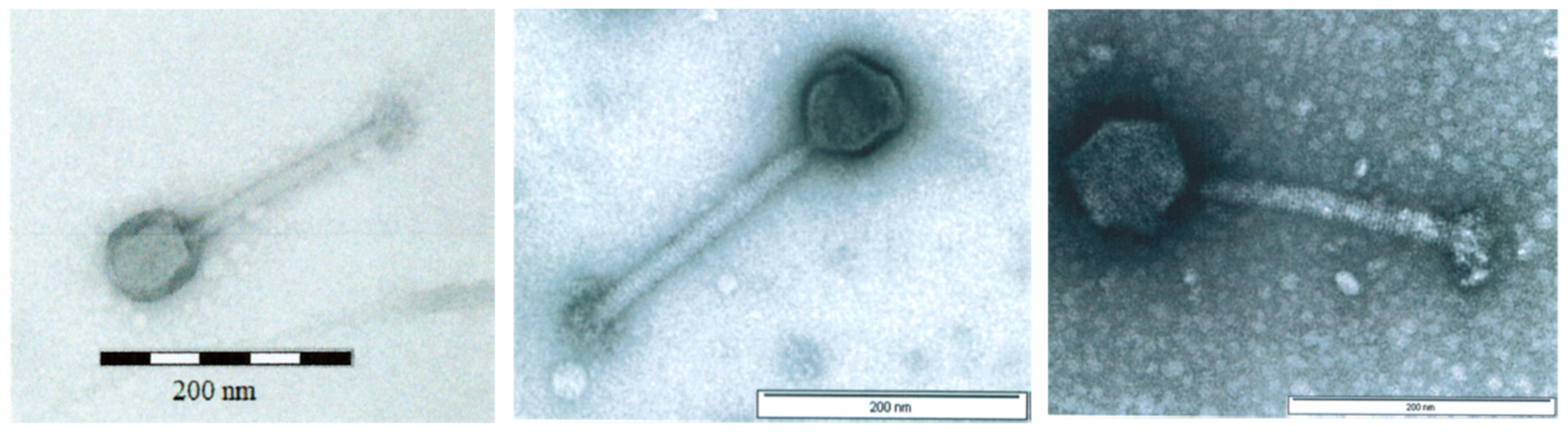Viruses 11 00088 g001
