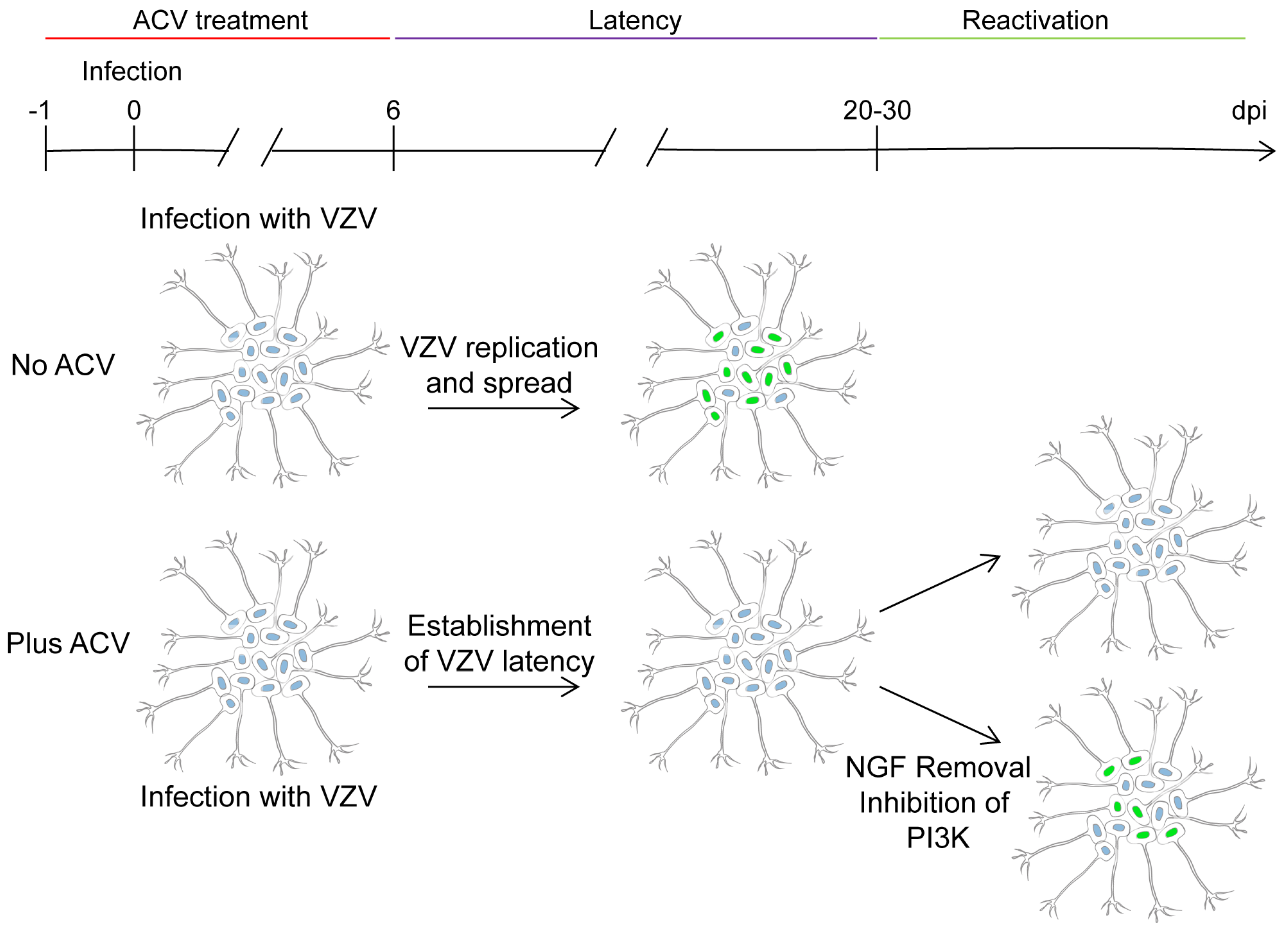 Viruses 11 00103 g002 Viruses 11 00103 g002