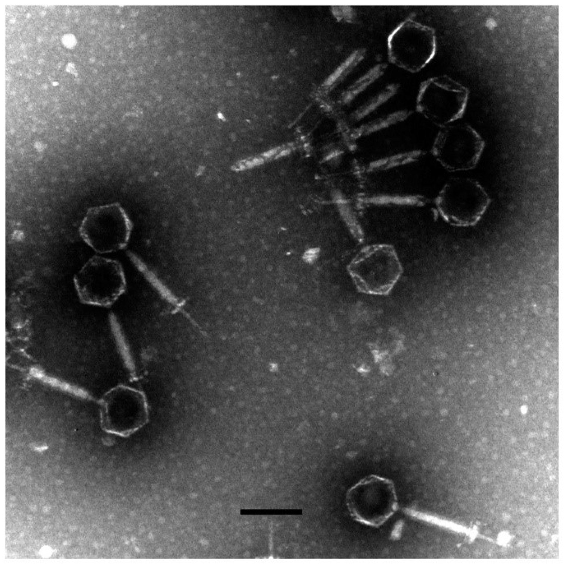 Viruses 11 00104 g001 Viruses 11 00104 g001