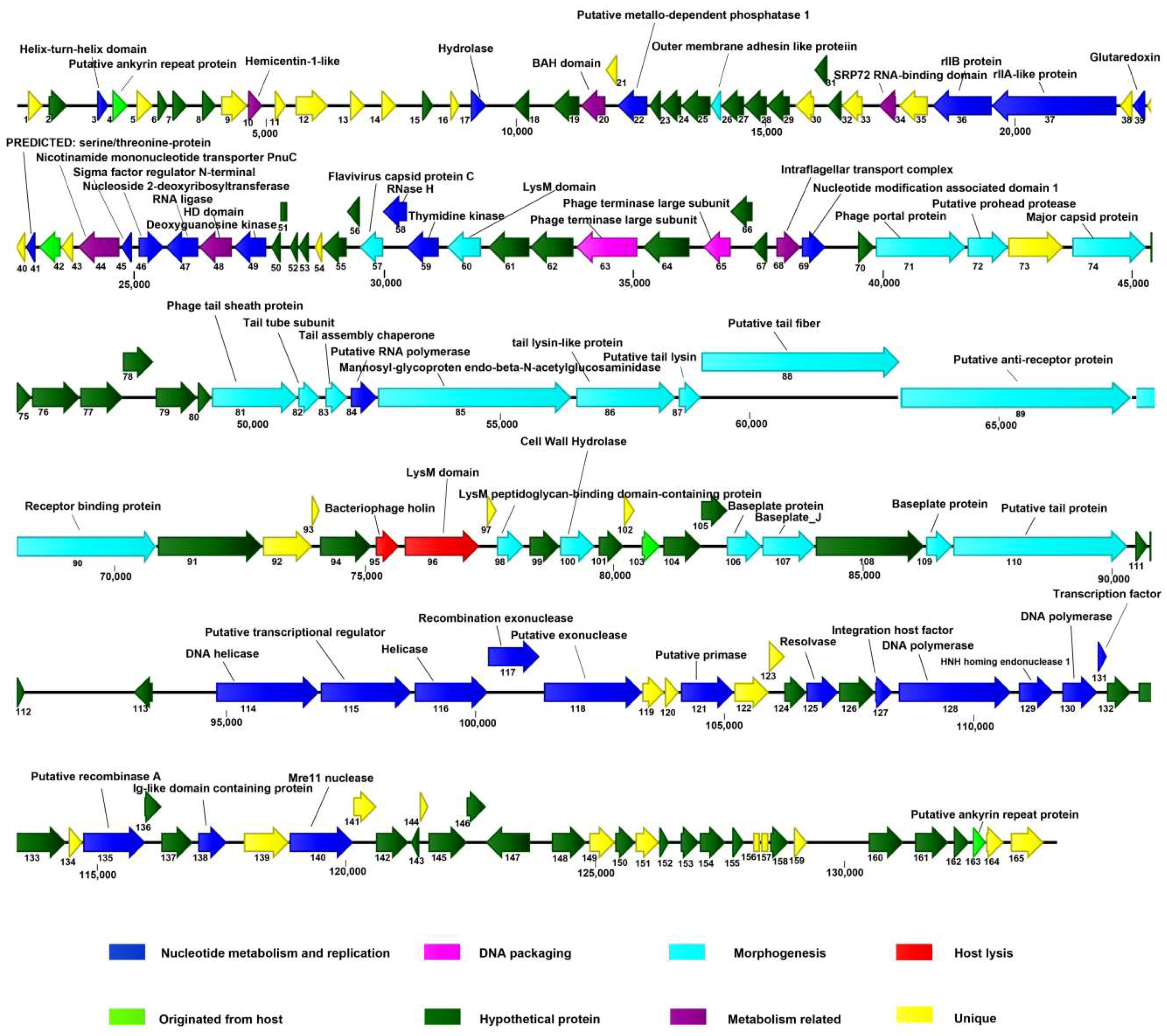 Viruses 11 00104 g004 Viruses 11 00104 g004